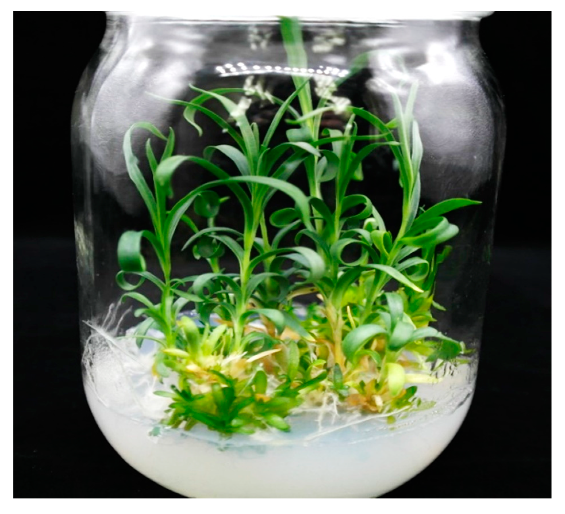 Plants Free Full Text Regeneration Of Genetically Stable Plants From In Vitro Vitrified Leaves Of Different Carnation Cultivars Html Plants Free Full Text Regeneration Of Genetically Stable Plants From In Vitro Vitrified Leaves Of Different Carnation Cultivars Html