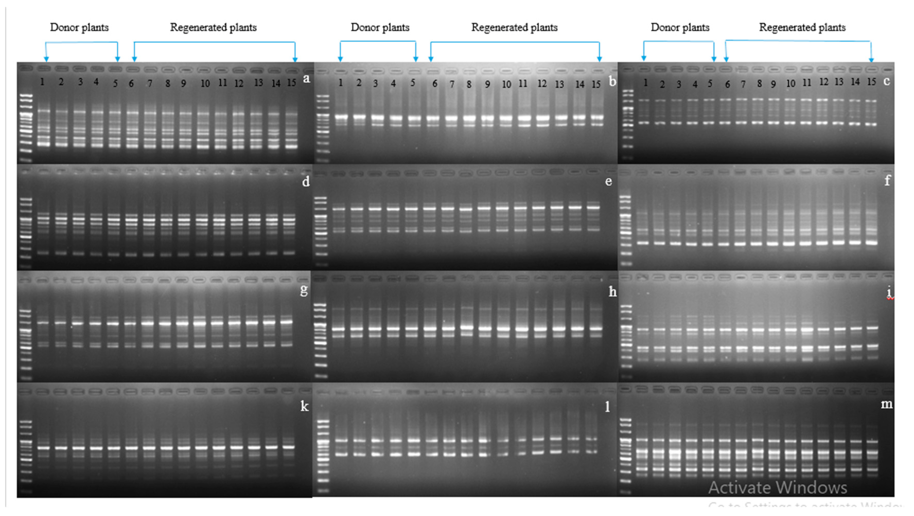 Plants 09 00950 g008