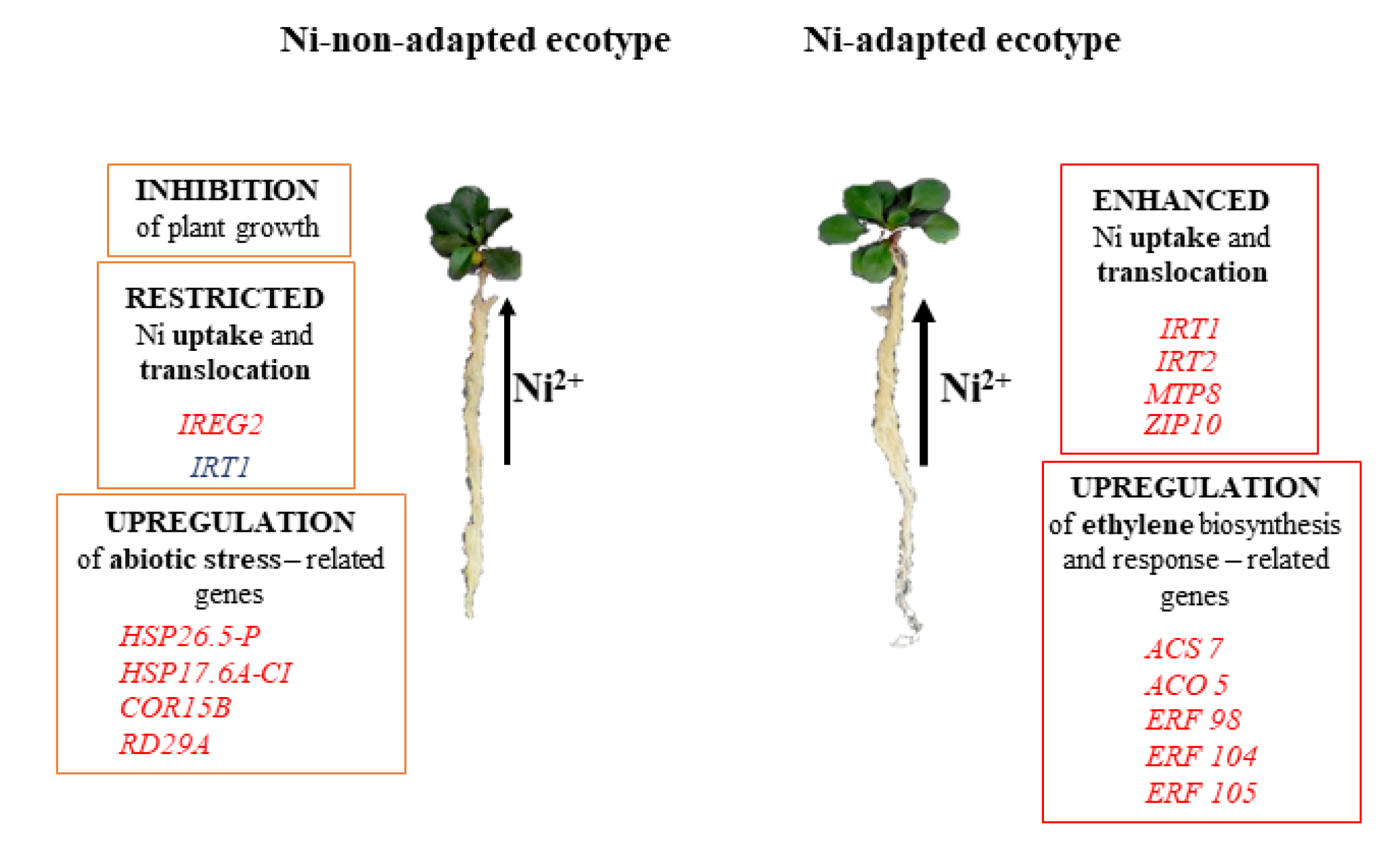 Plants 09 00951 g005 Plants 09 00951 g005