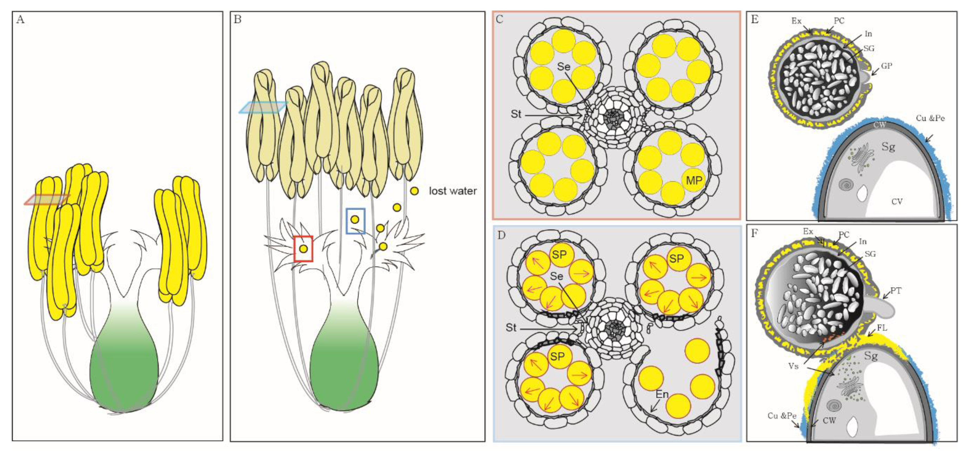 Plants 09 00956 g001
