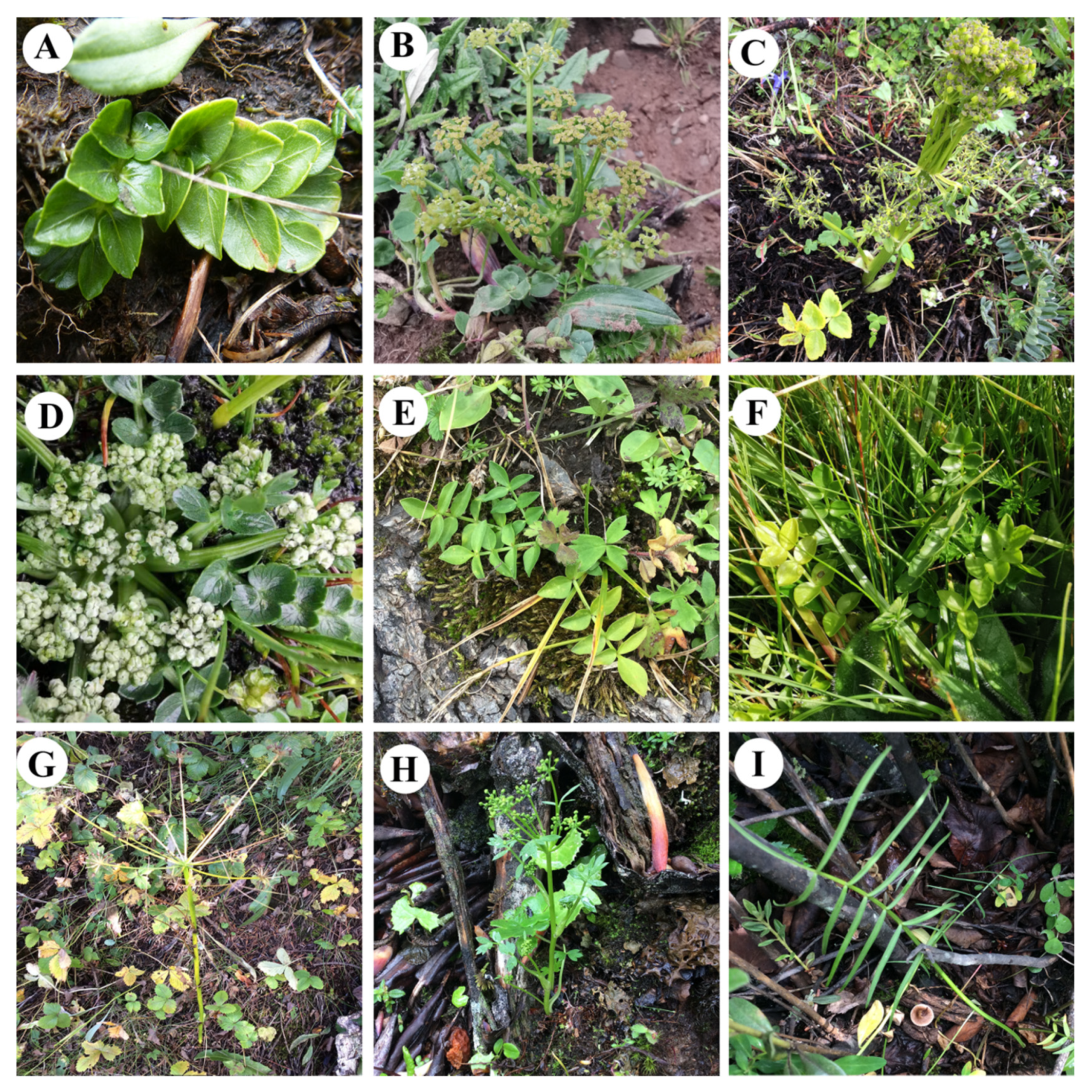 Plants 09 00965 g001 Plants 09 00965 g001