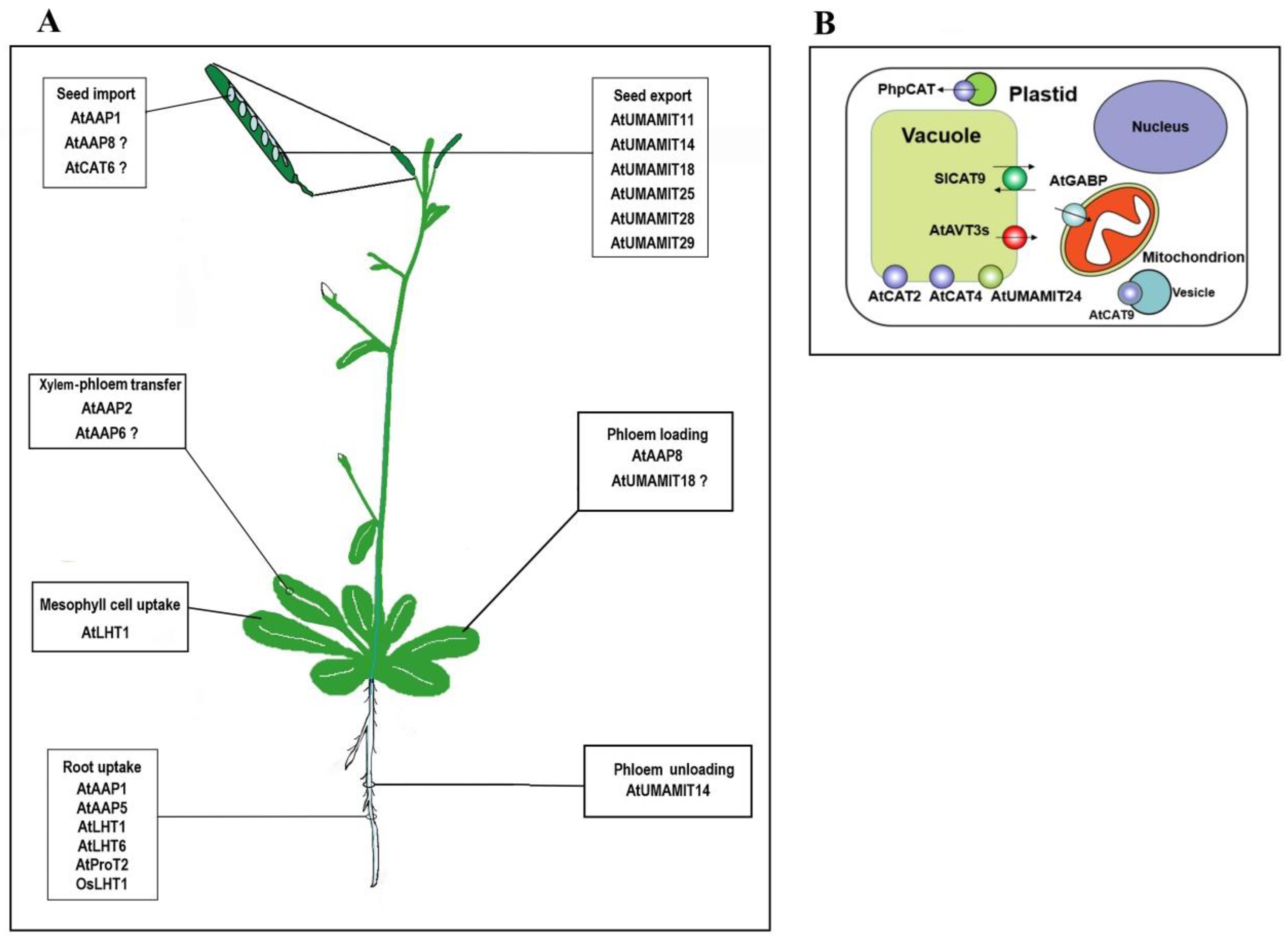 Plants Free FullText Amino Acid Transporters in Plant
