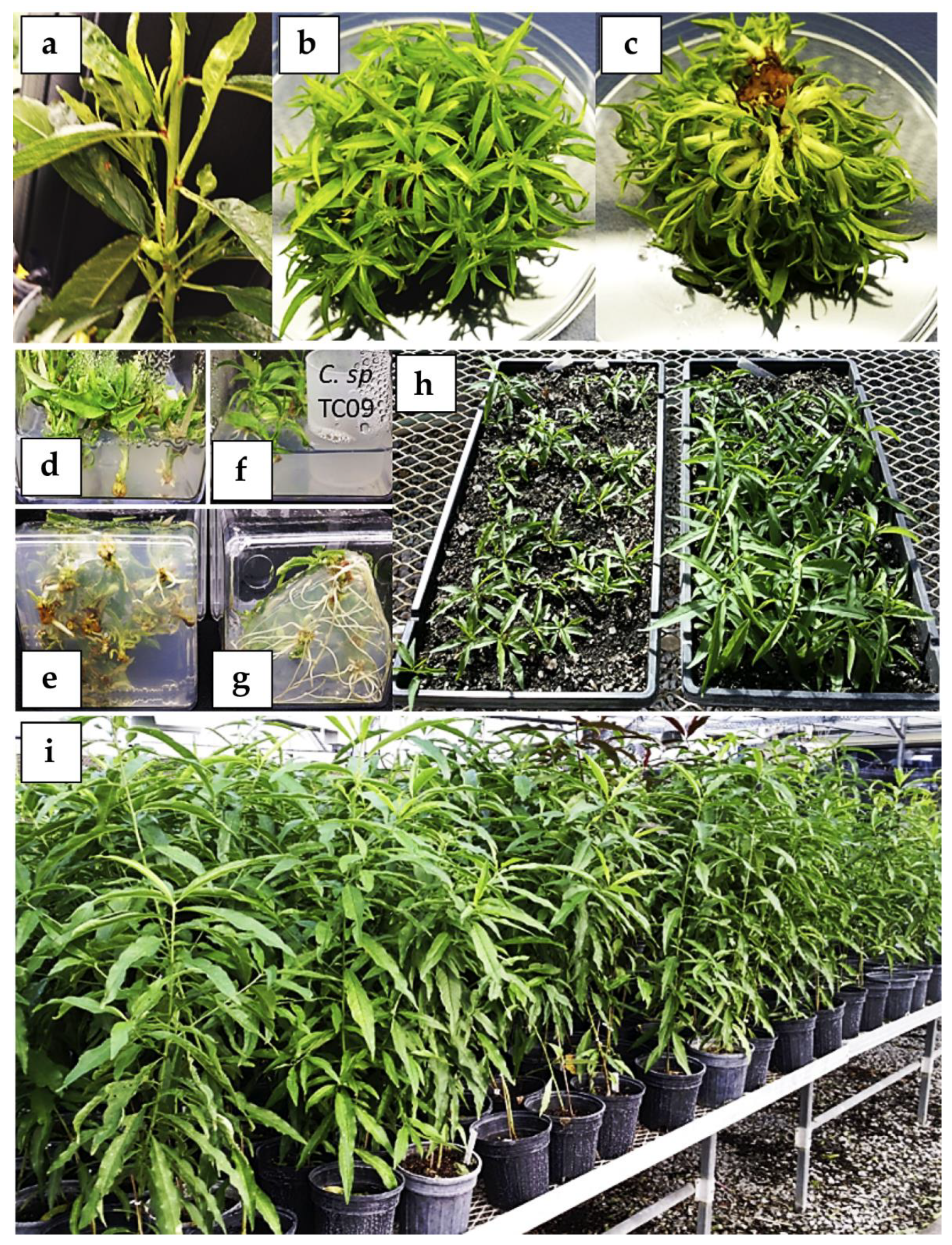 Plants 09 00971 g007