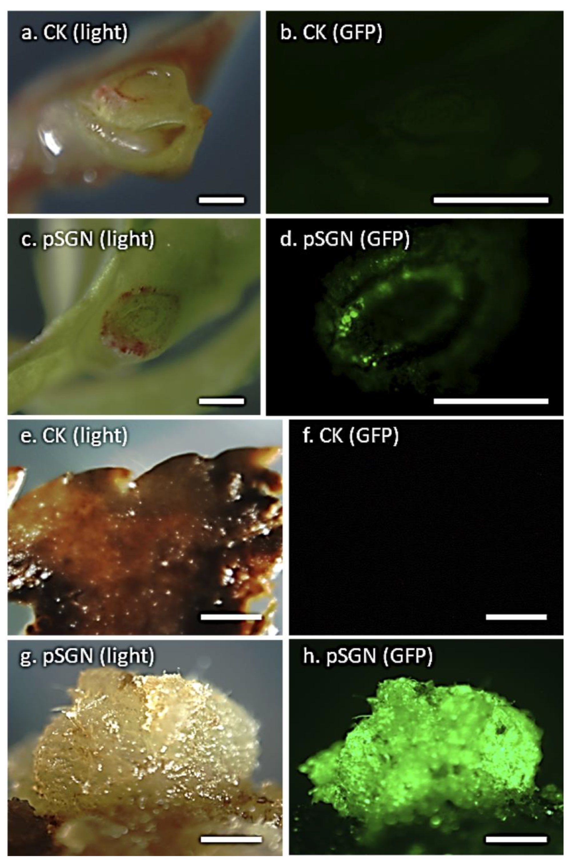 Plants 09 00971 g008