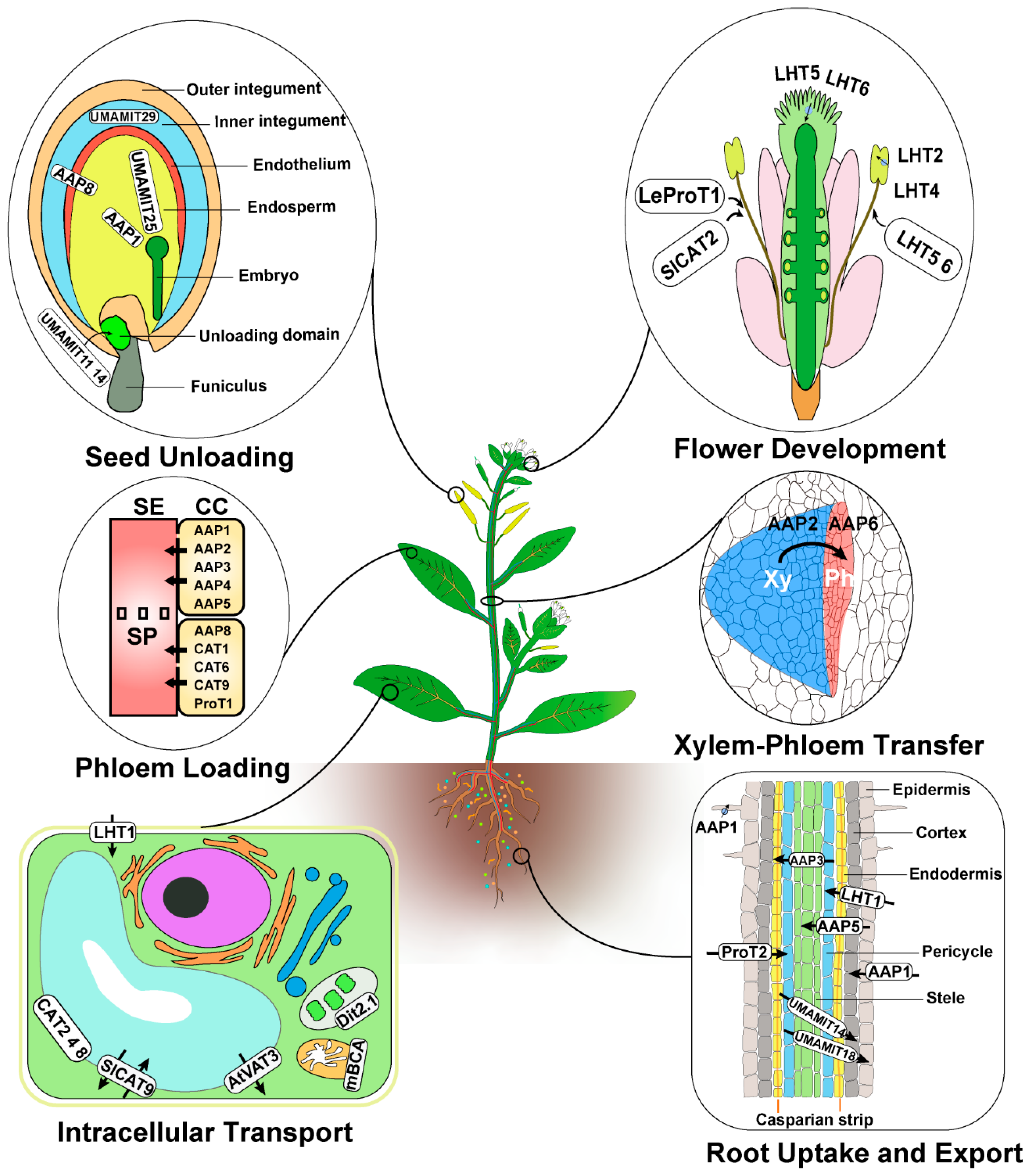 Plants 09 00972 g001 Plants 09 00972 g001
