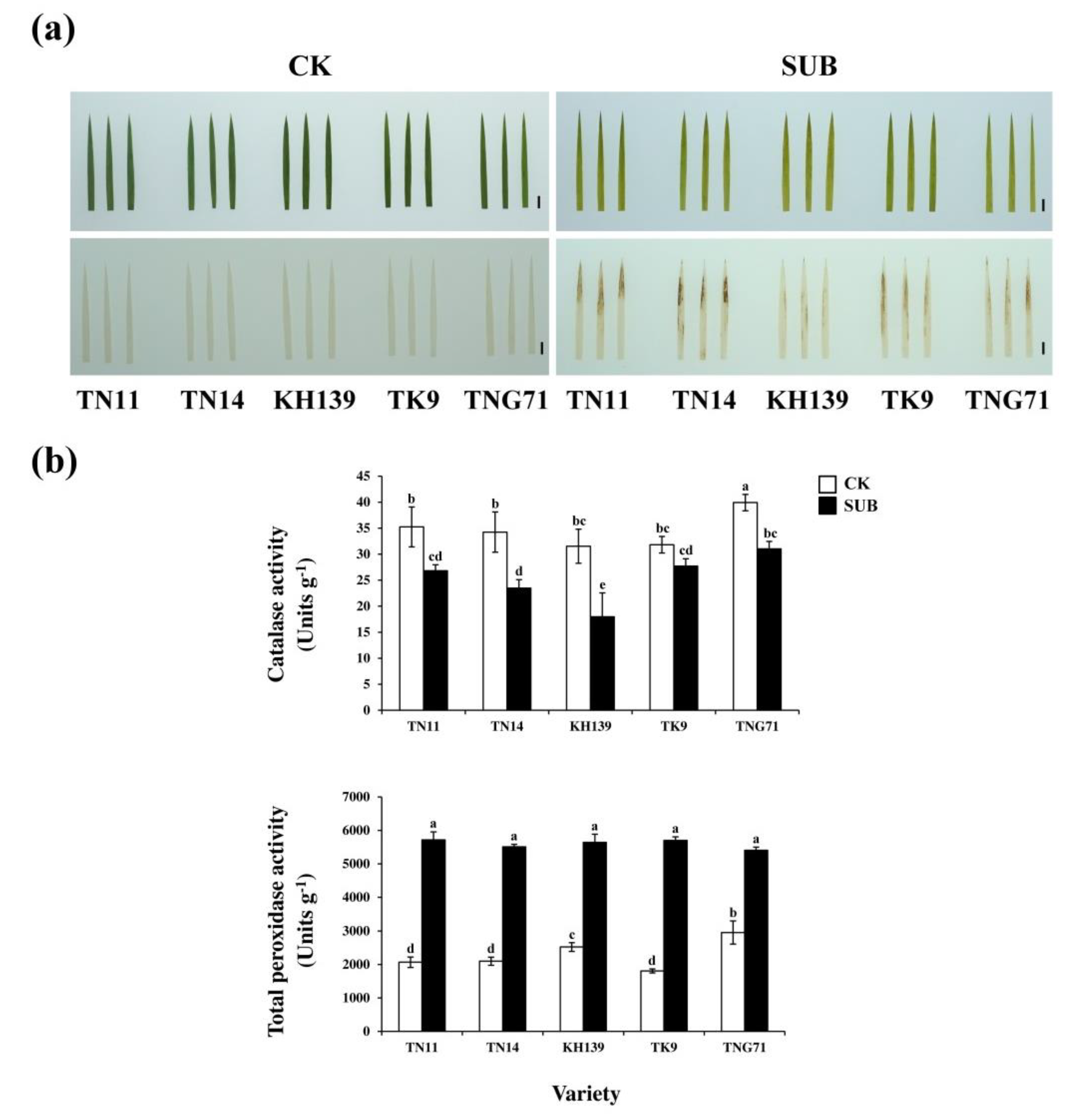 Plants 09 00982 g005