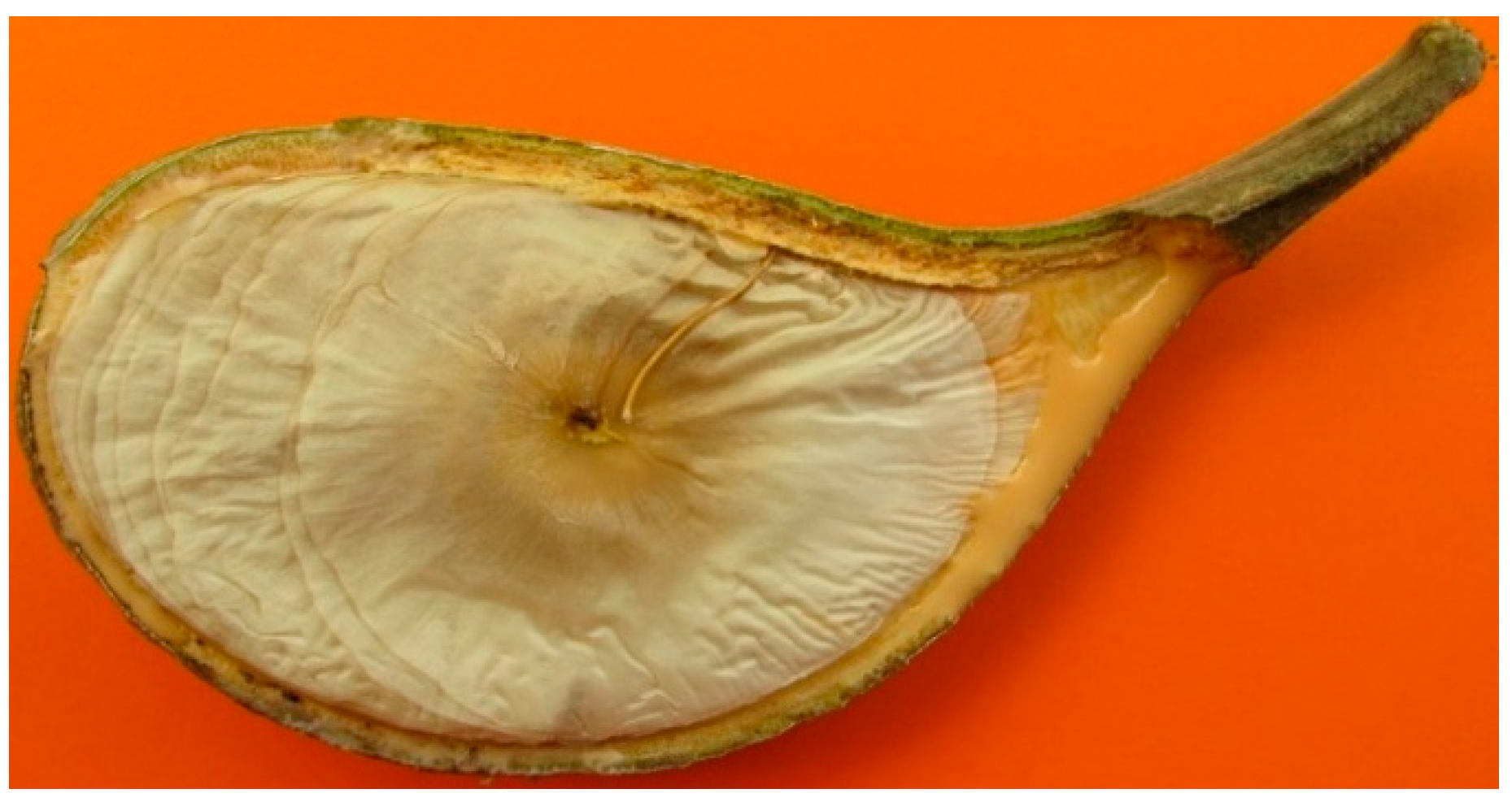 Plants 09 00983 g002