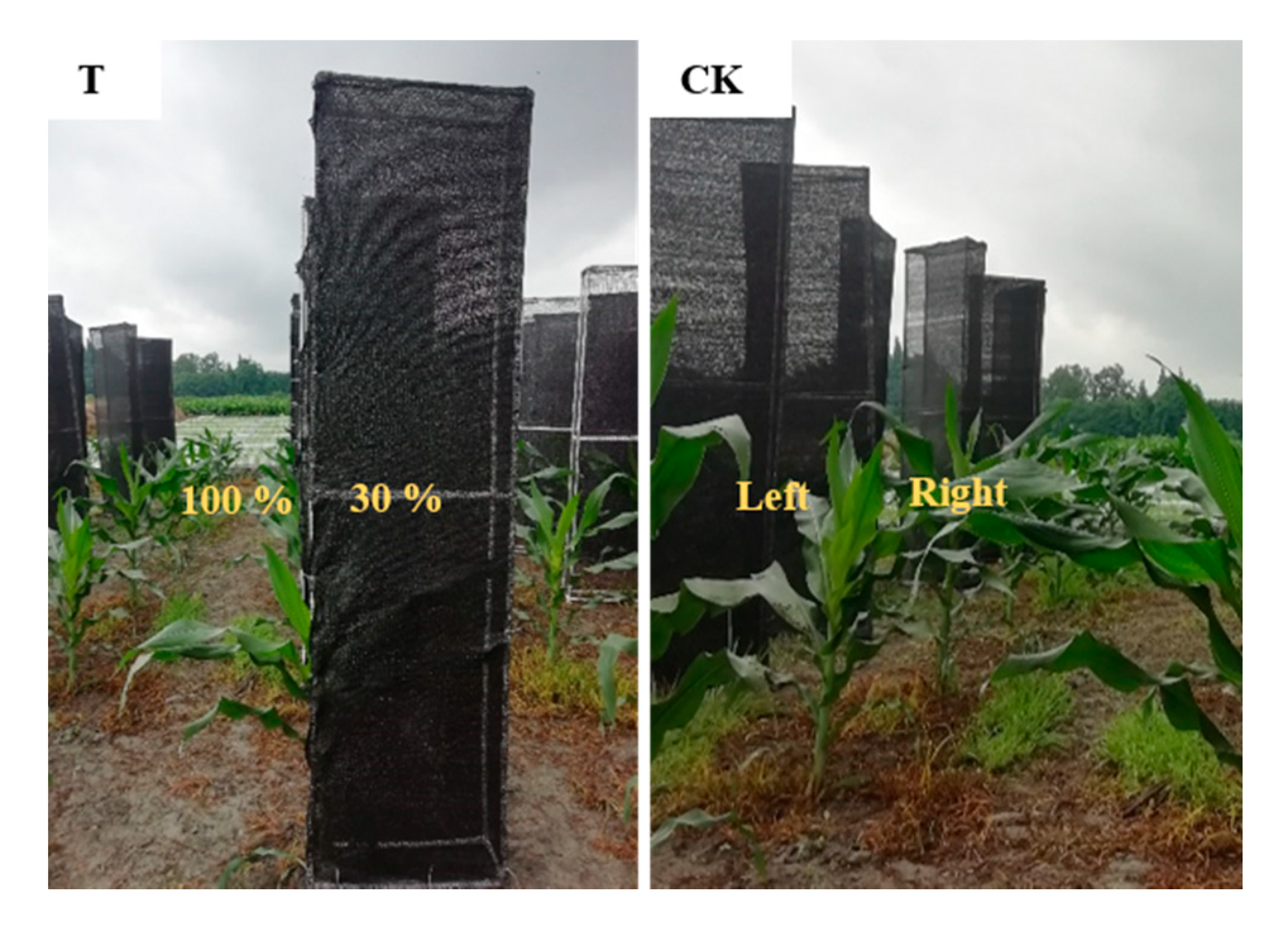 Plants 09 00987 g008 Plants 09 00987 g008