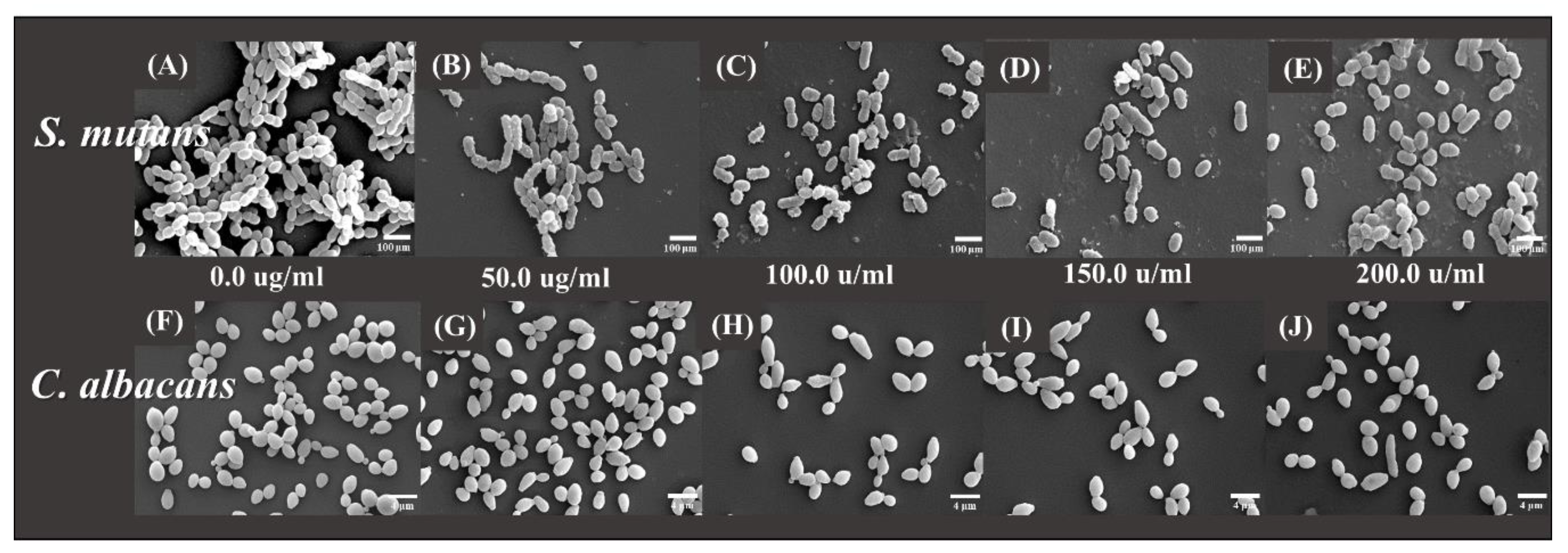 Plants 09 00988 g004