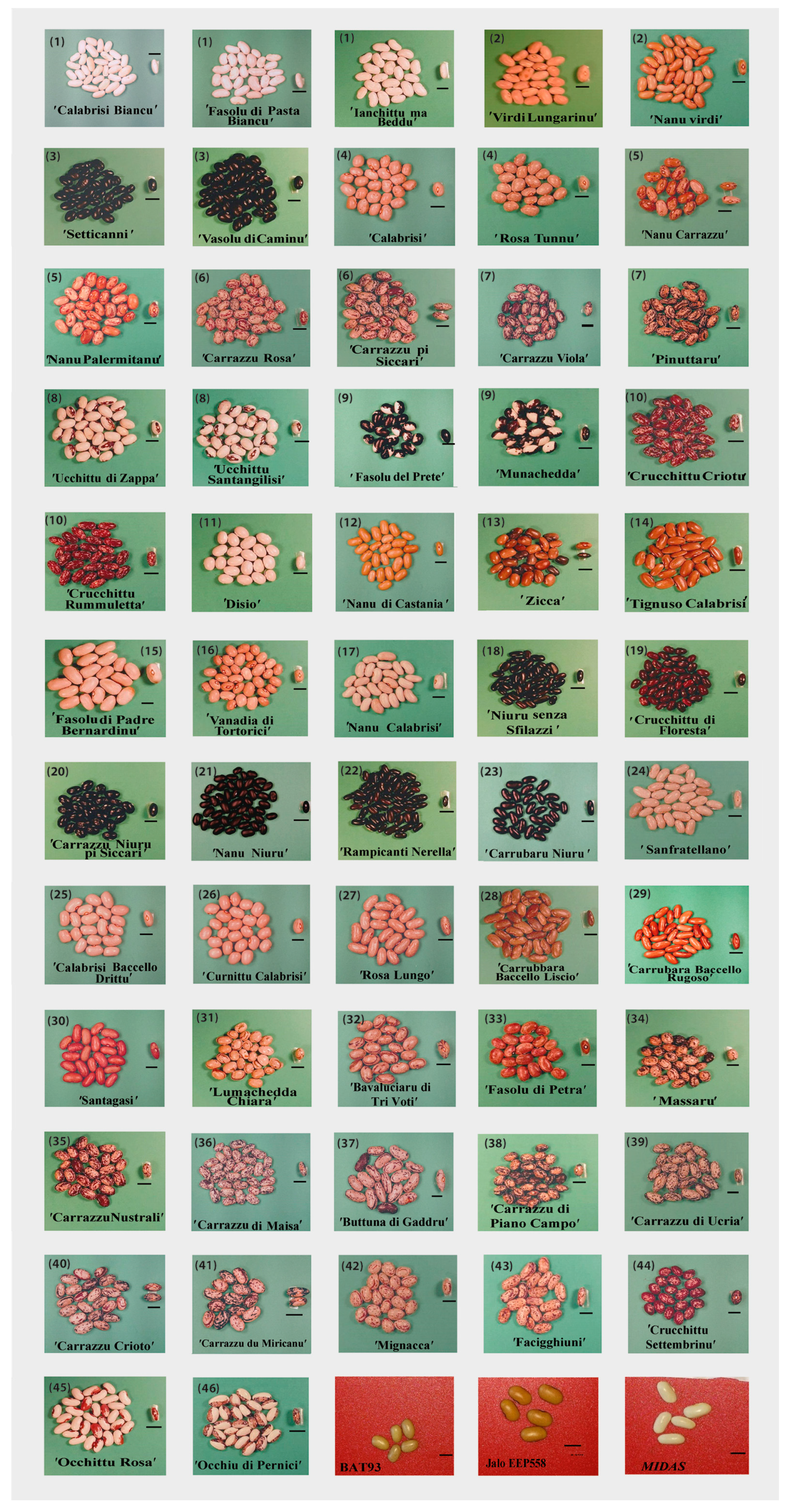 Plants 09 00989 g003