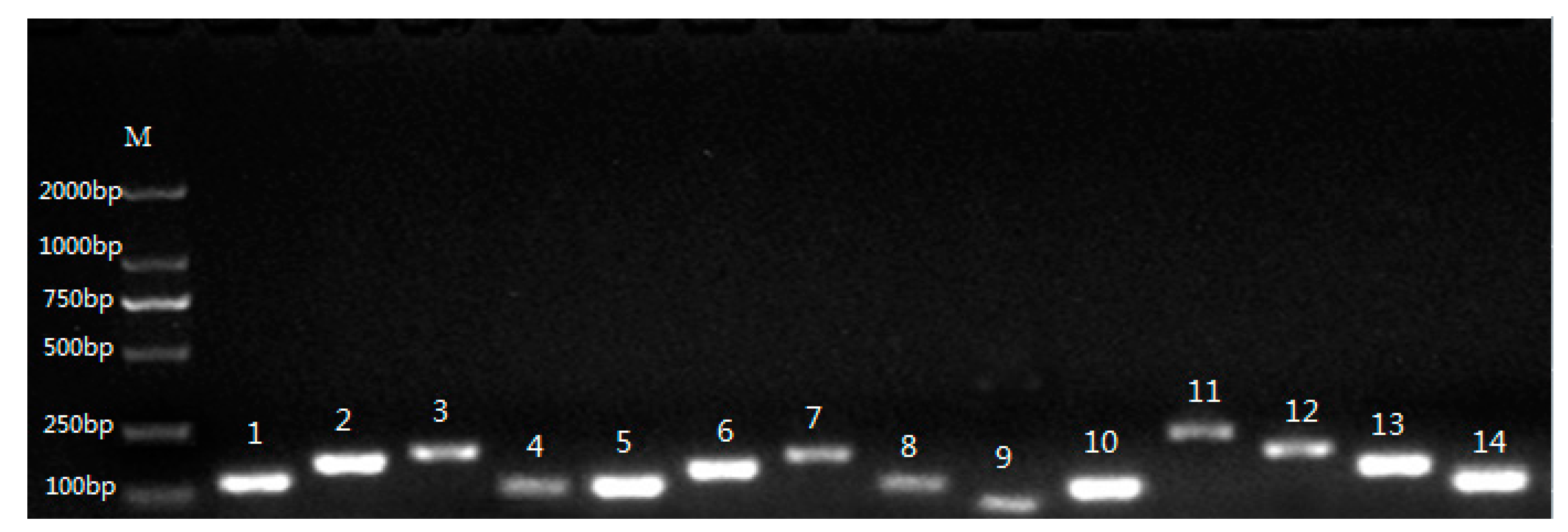 Plants 09 00996 g001