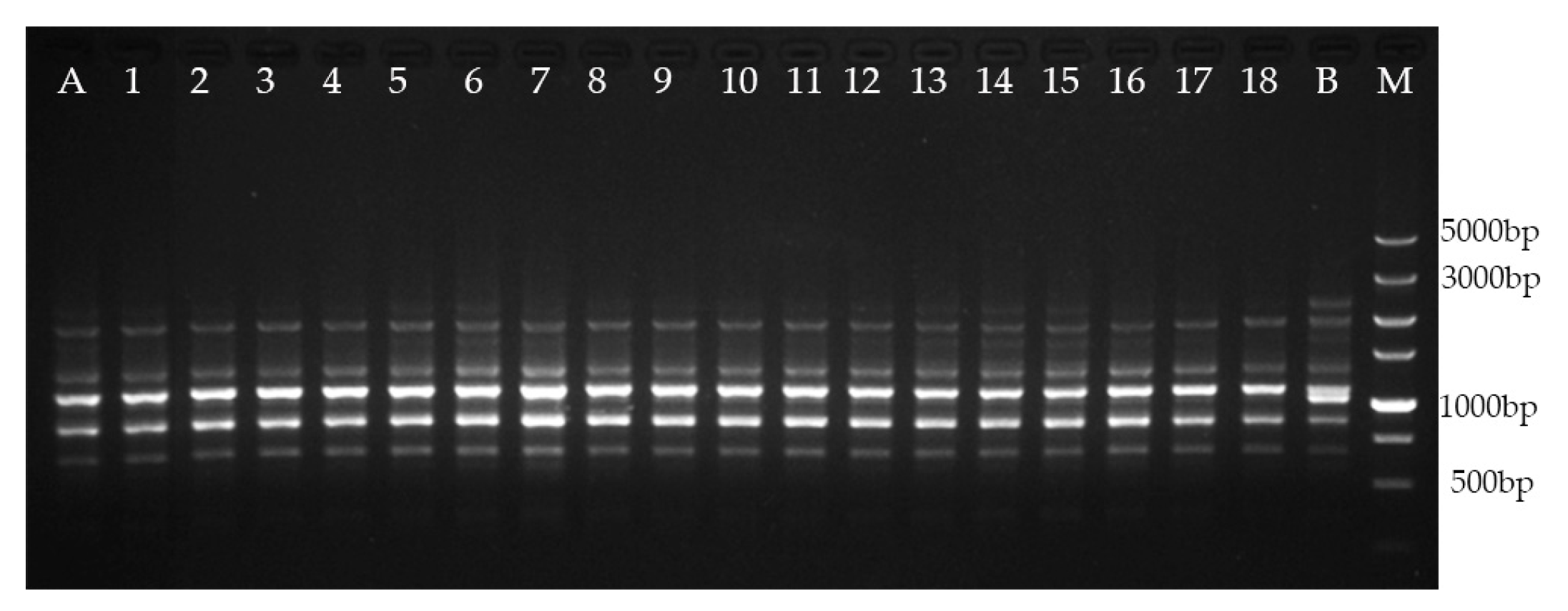 Plants 09 00997 g002 Plants 09 00997 g002