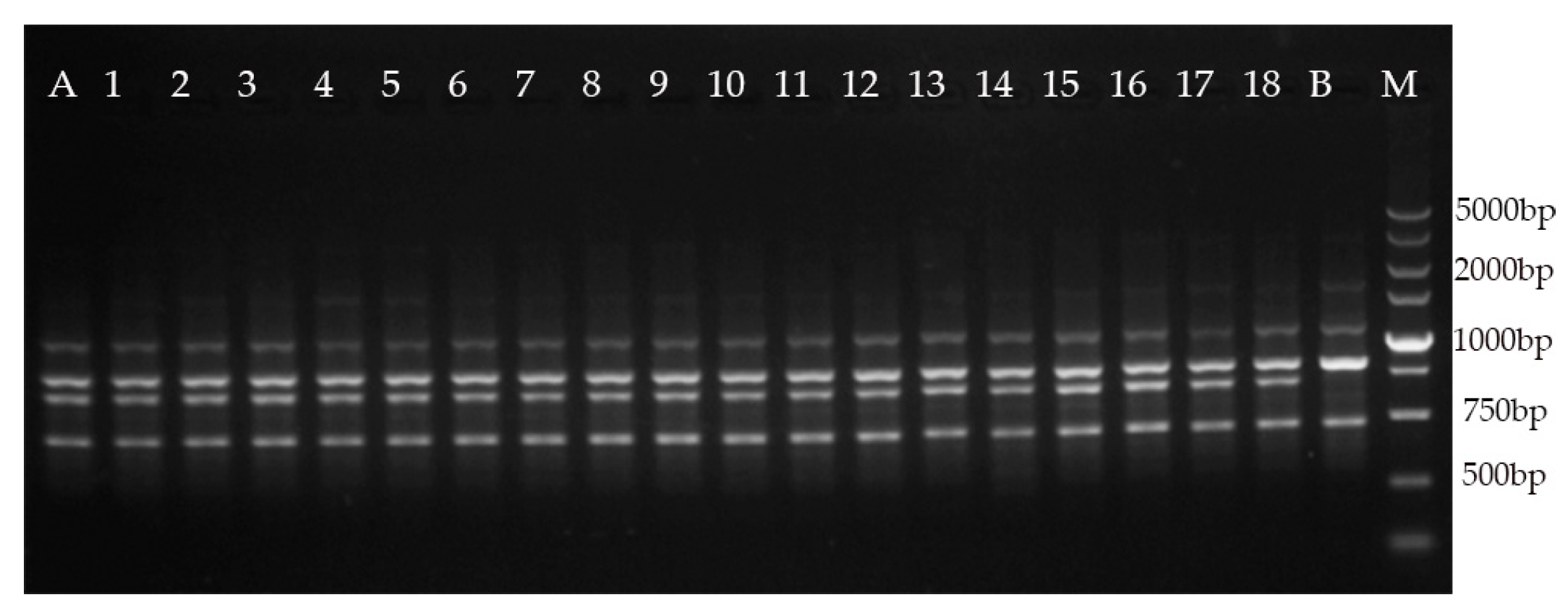 Plants 09 00997 g003 Plants 09 00997 g003