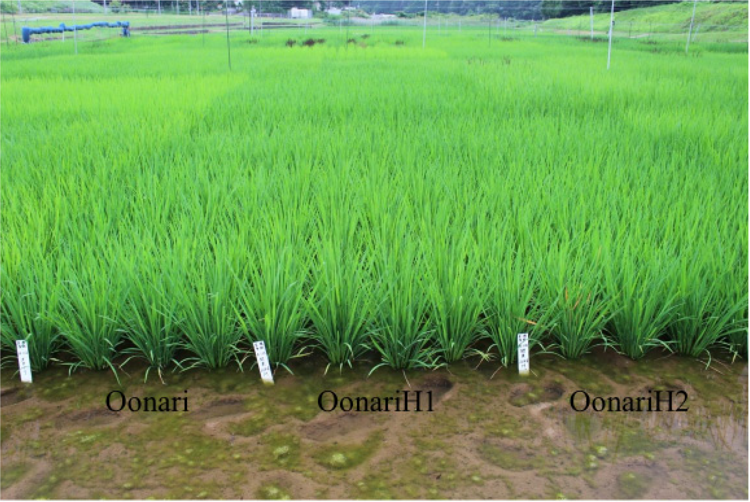 Plants 09 01004 g001