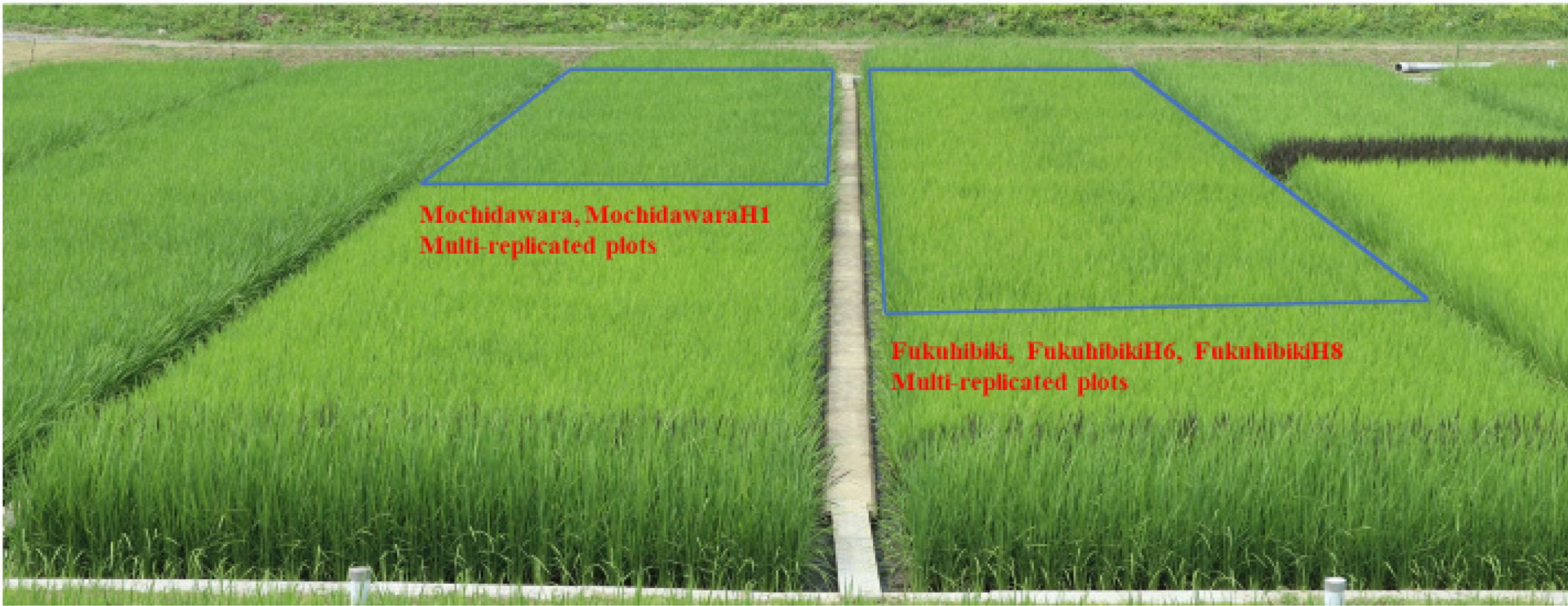 Plants 09 01004 g003