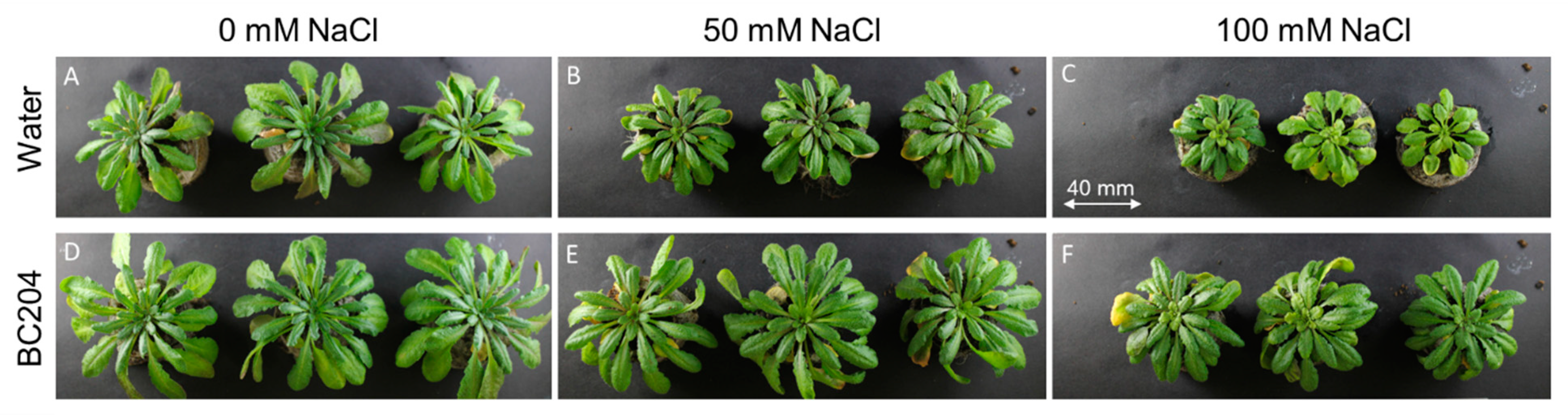 Plants 09 01010 g001 Plants 09 01010 g001