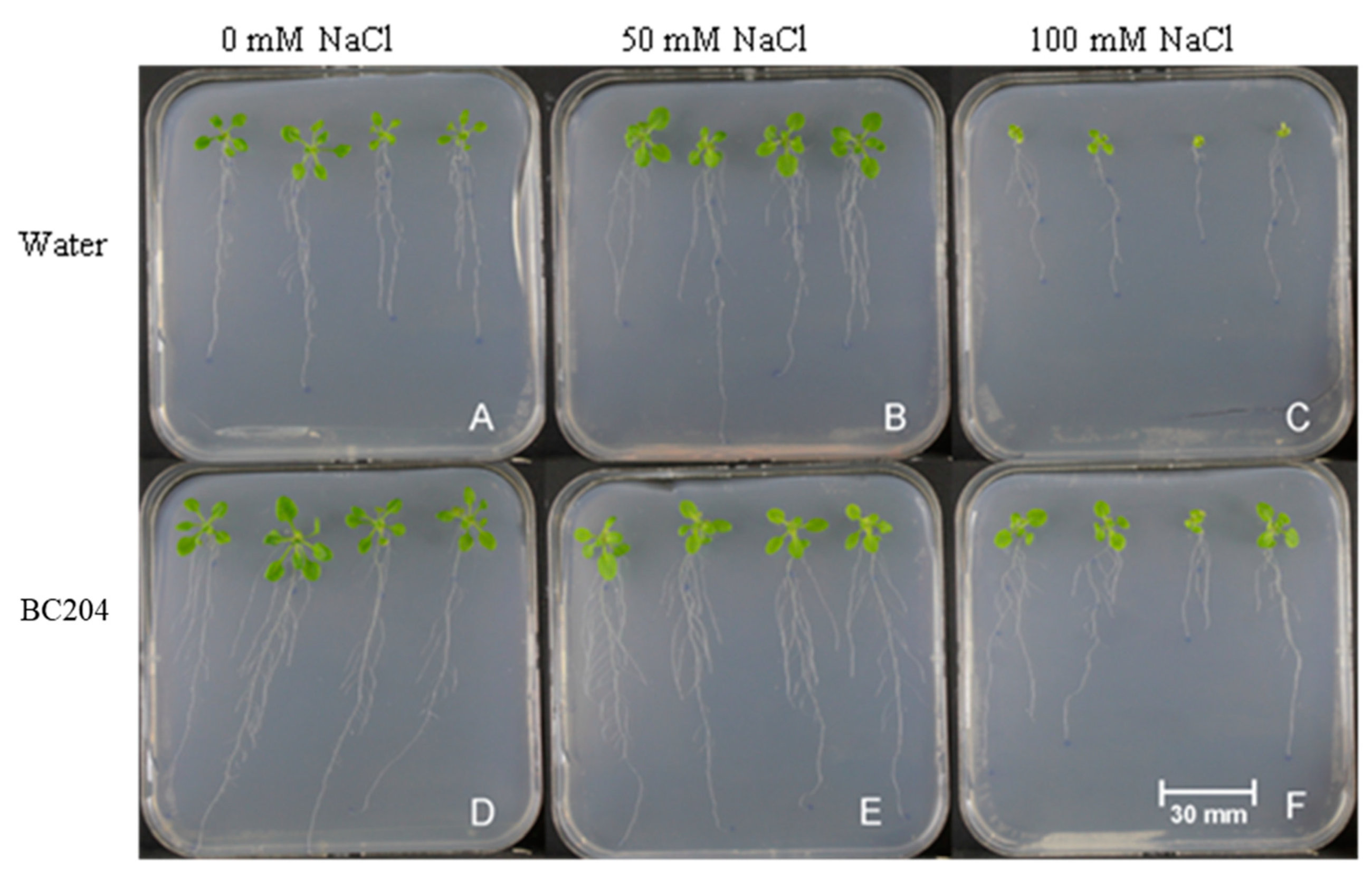 Plants 09 01010 g003 Plants 09 01010 g003