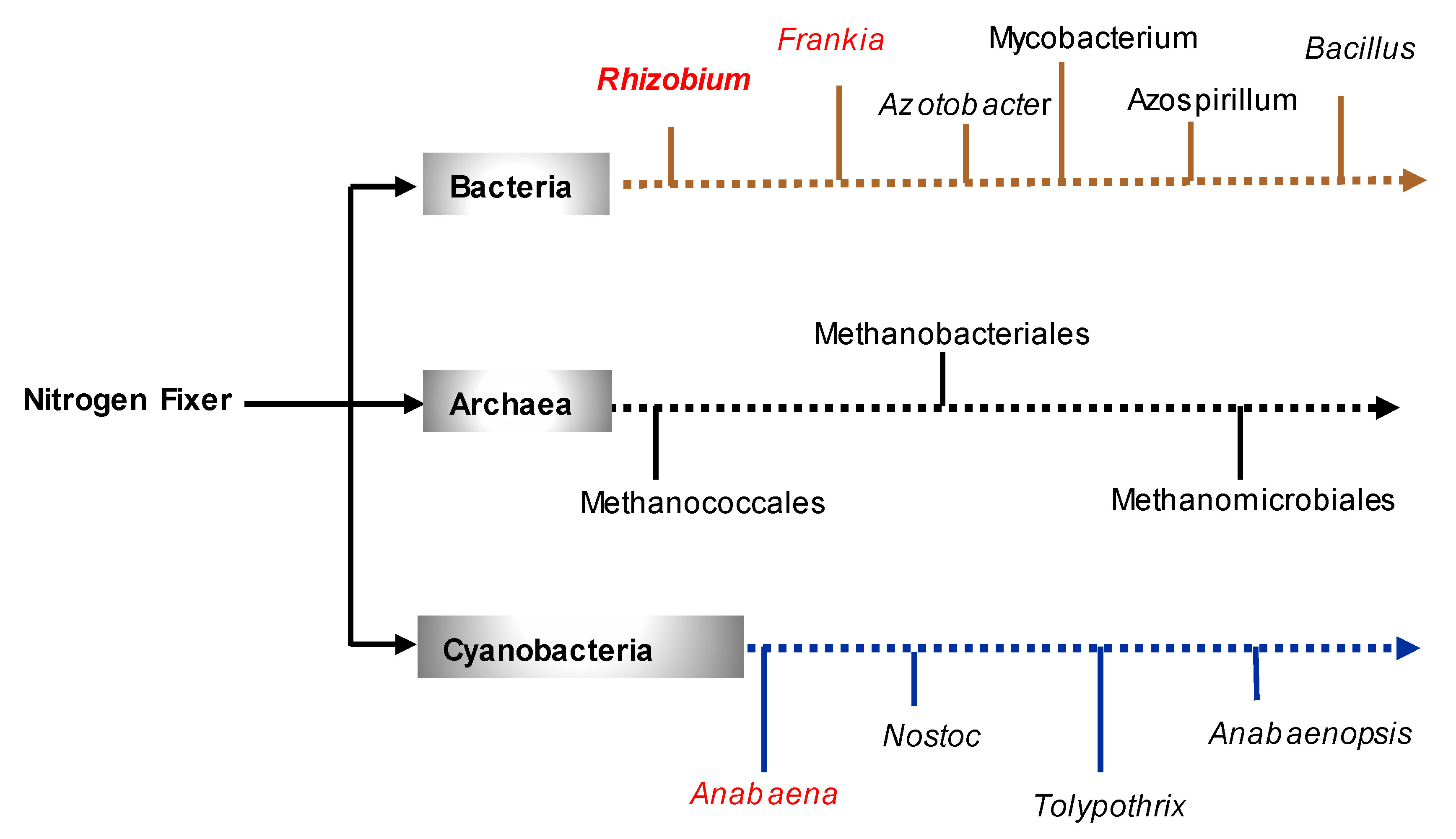 Plants | Free Full-Text | Exploiting Biological Nitrogen Fixation