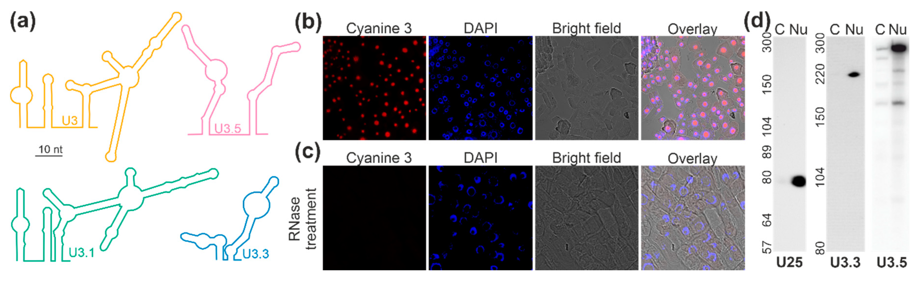 Plants 09 01016 g003 Plants 09 01016 g003