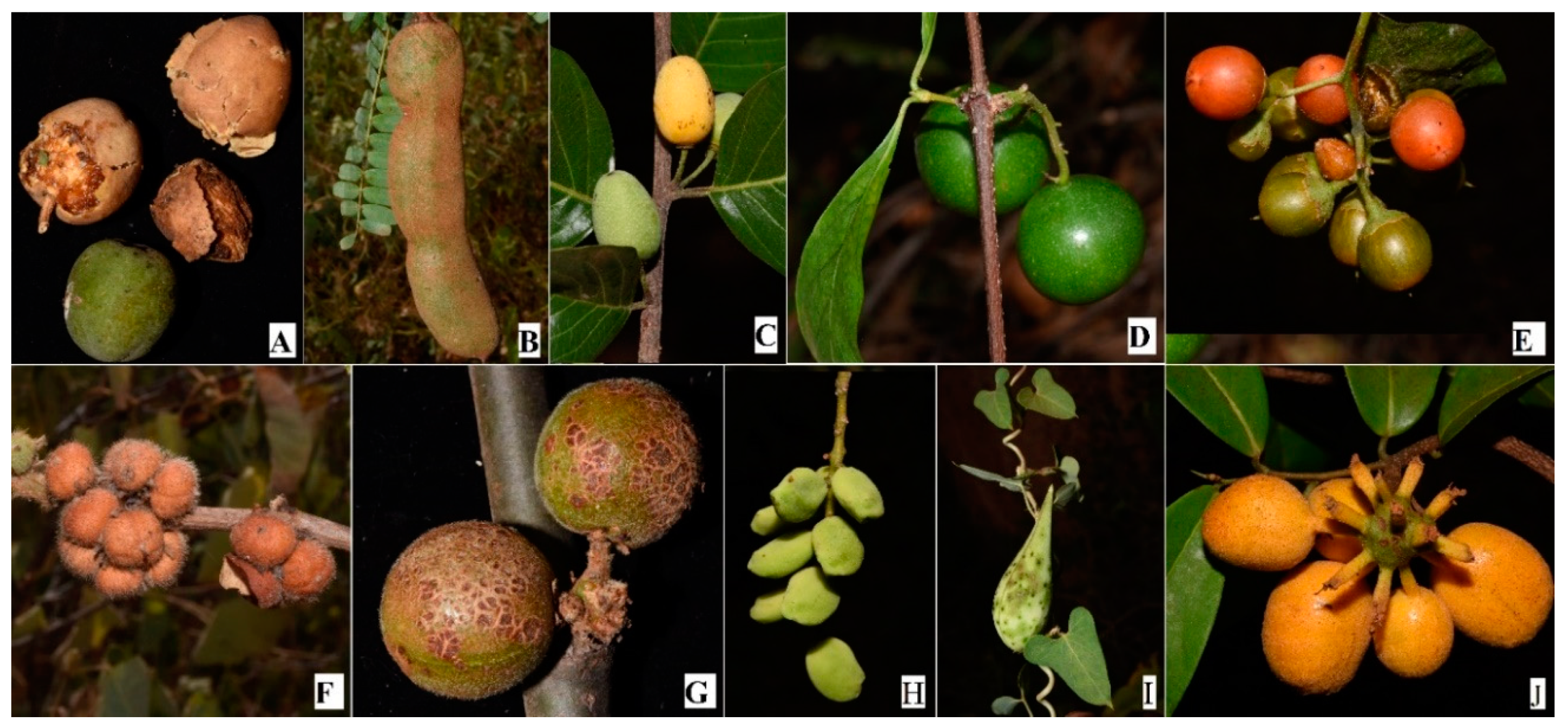 Plants 09 01017 g002