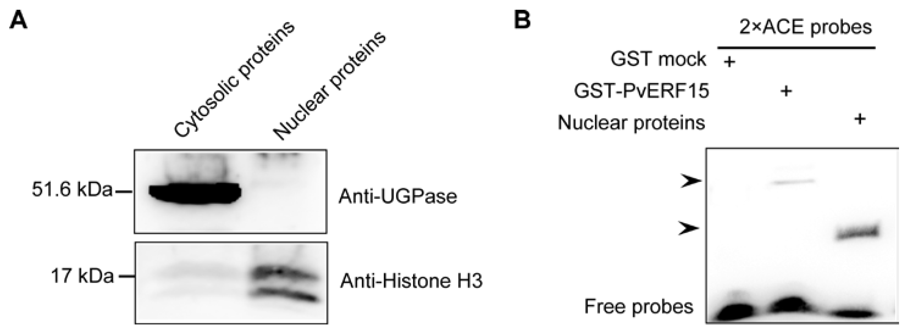 Plants 09 01033 g002
