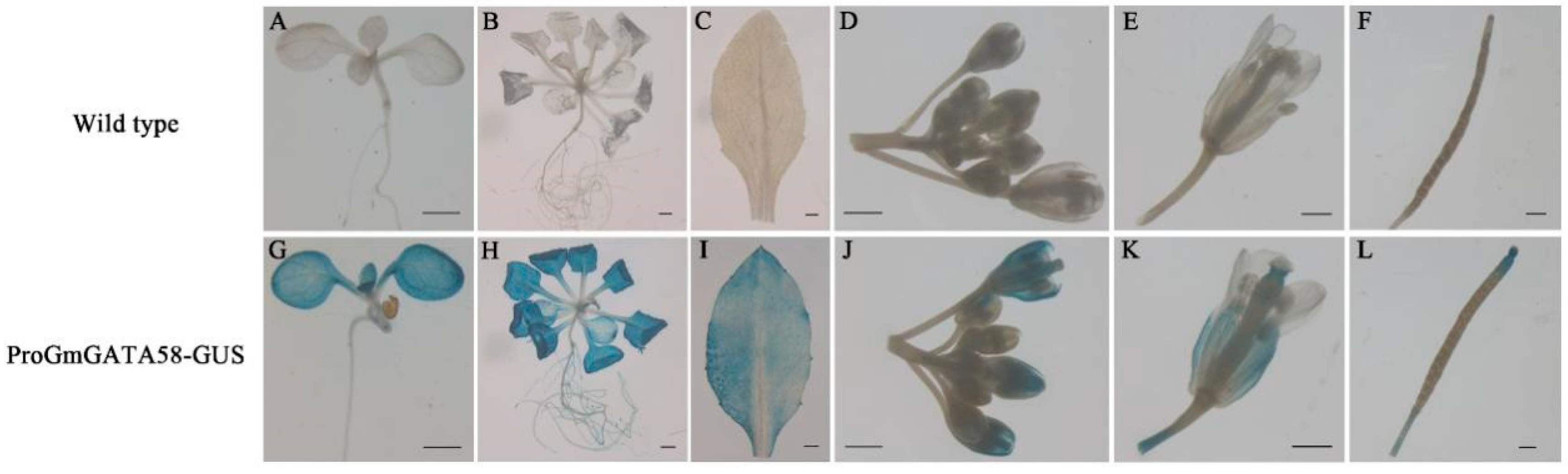 Plants 09 01036 g003