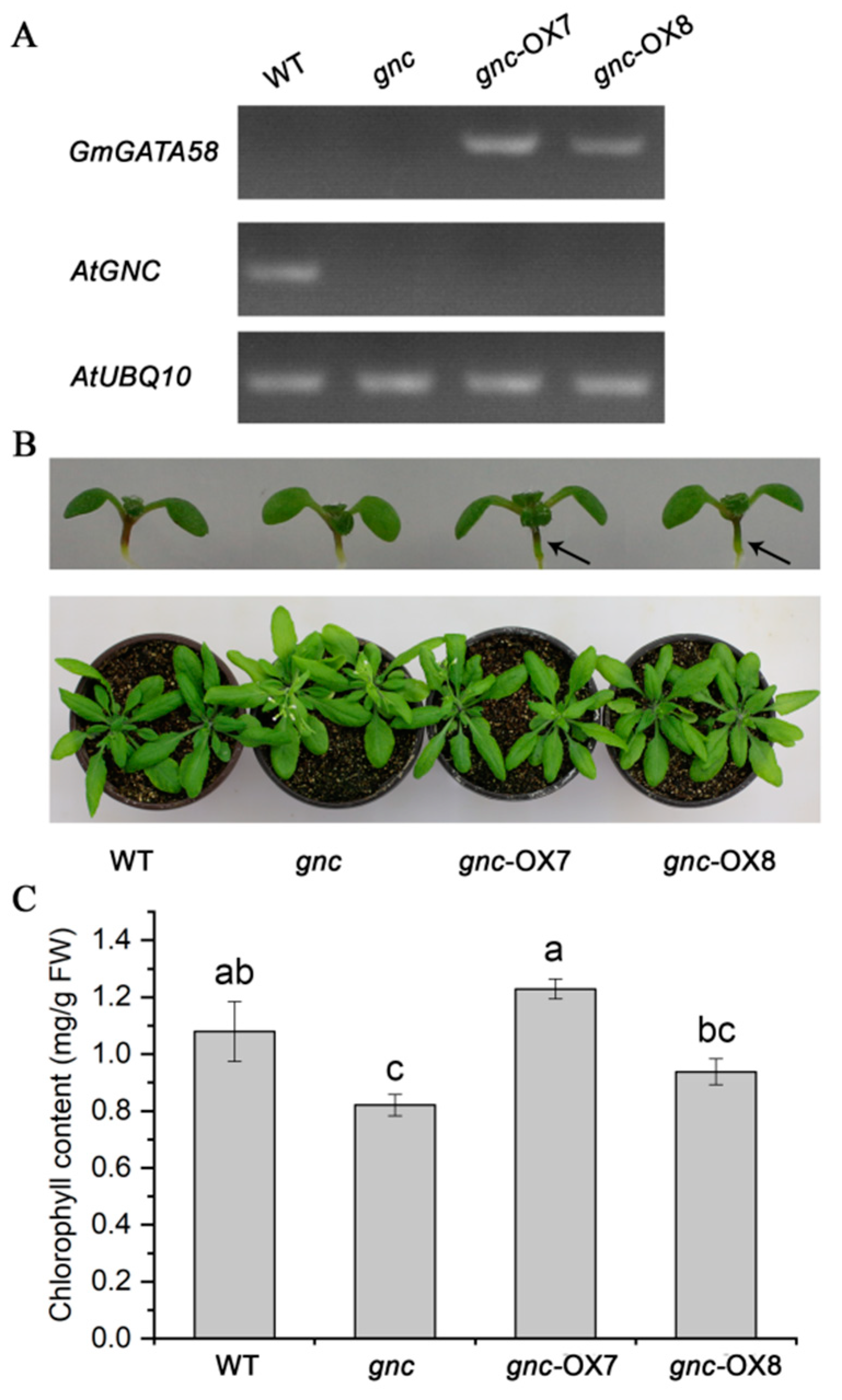 Plants 09 01036 g004