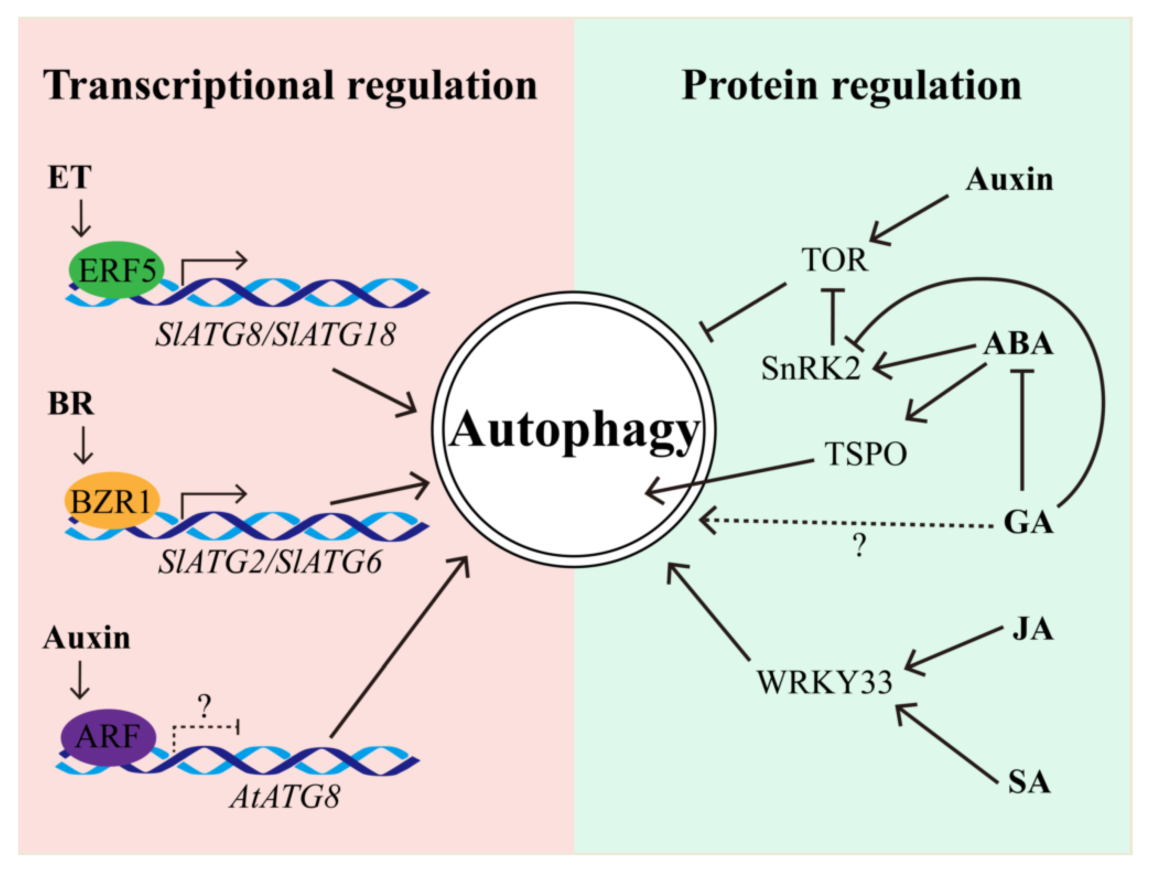 Plants 09 01038 g002 Plants 09 01038 g002