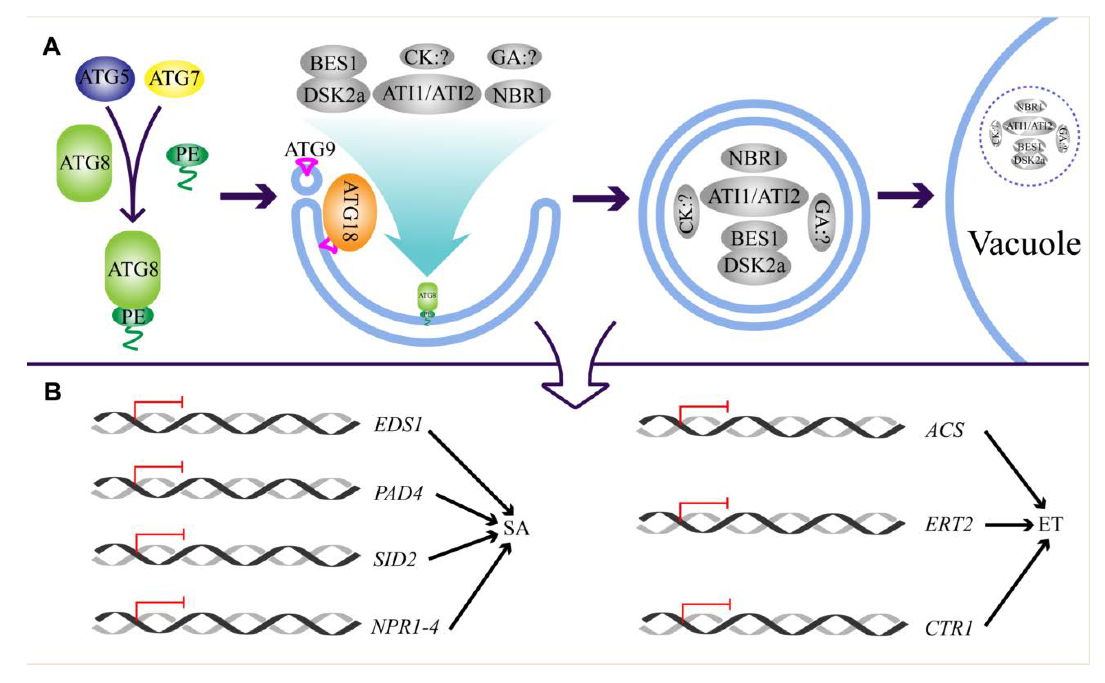 Plants 09 01038 g003 Plants 09 01038 g003