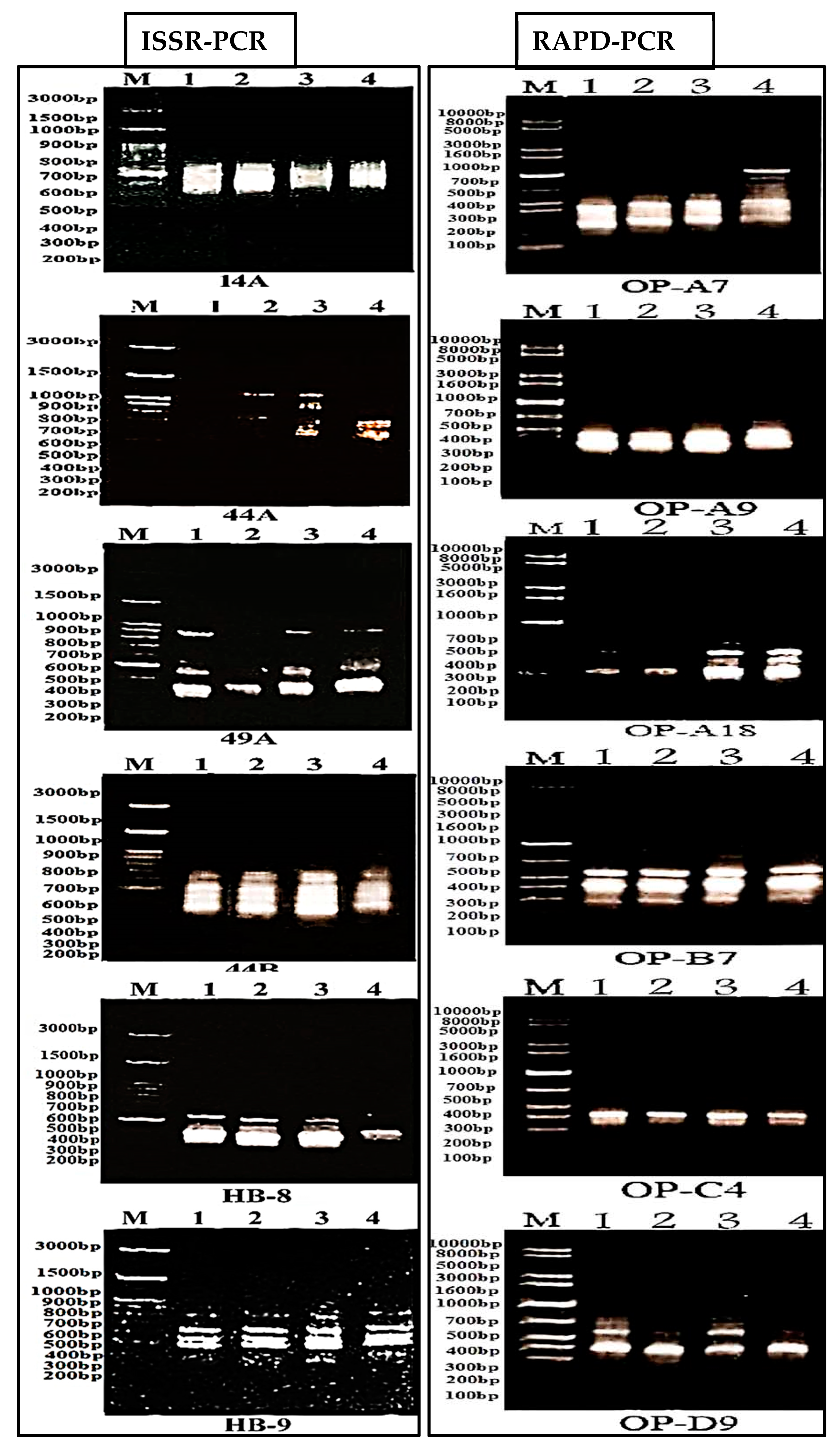 Plants 09 01041 g003 Plants 09 01041 g003