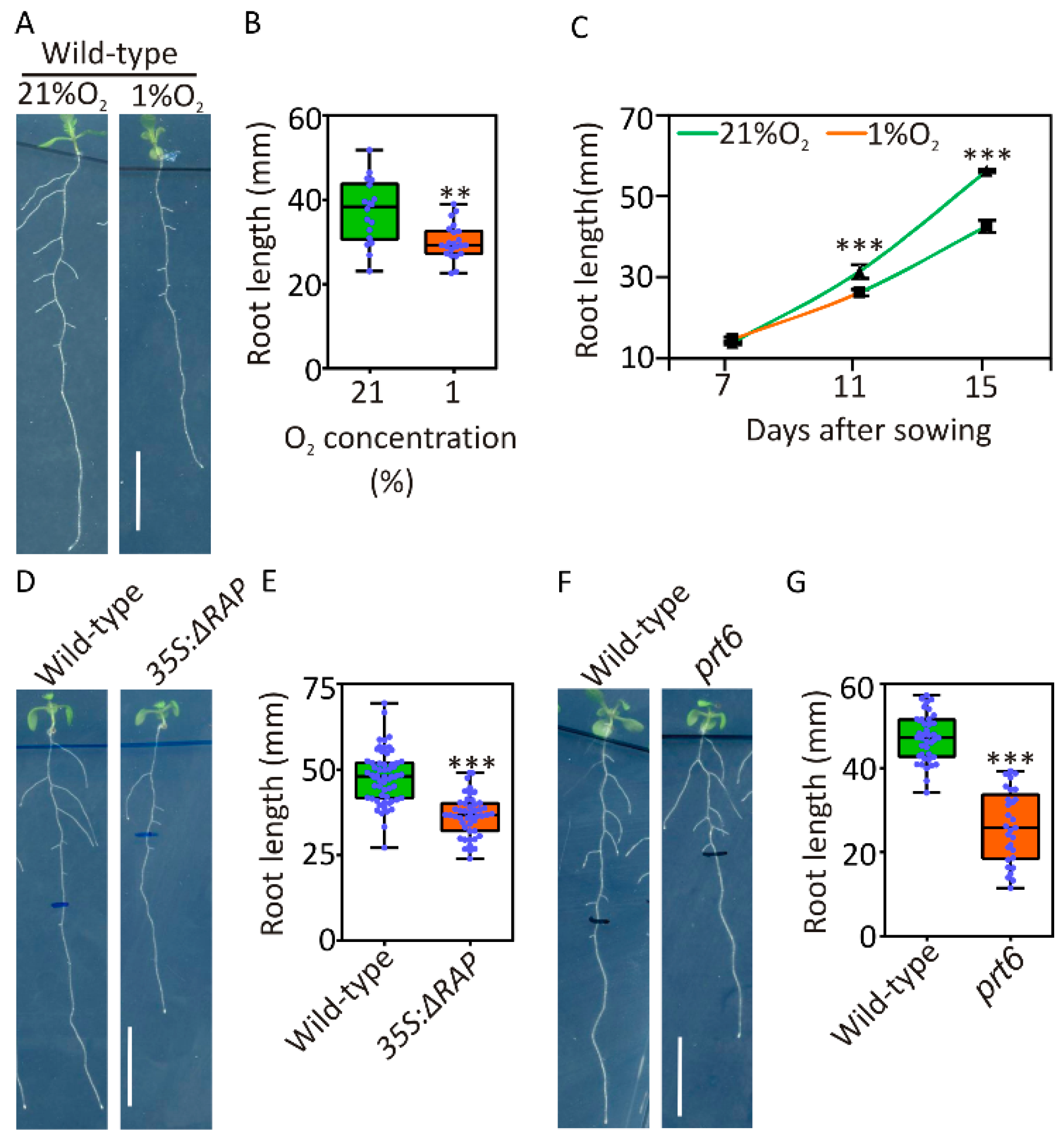 Plants 09 01046 g001