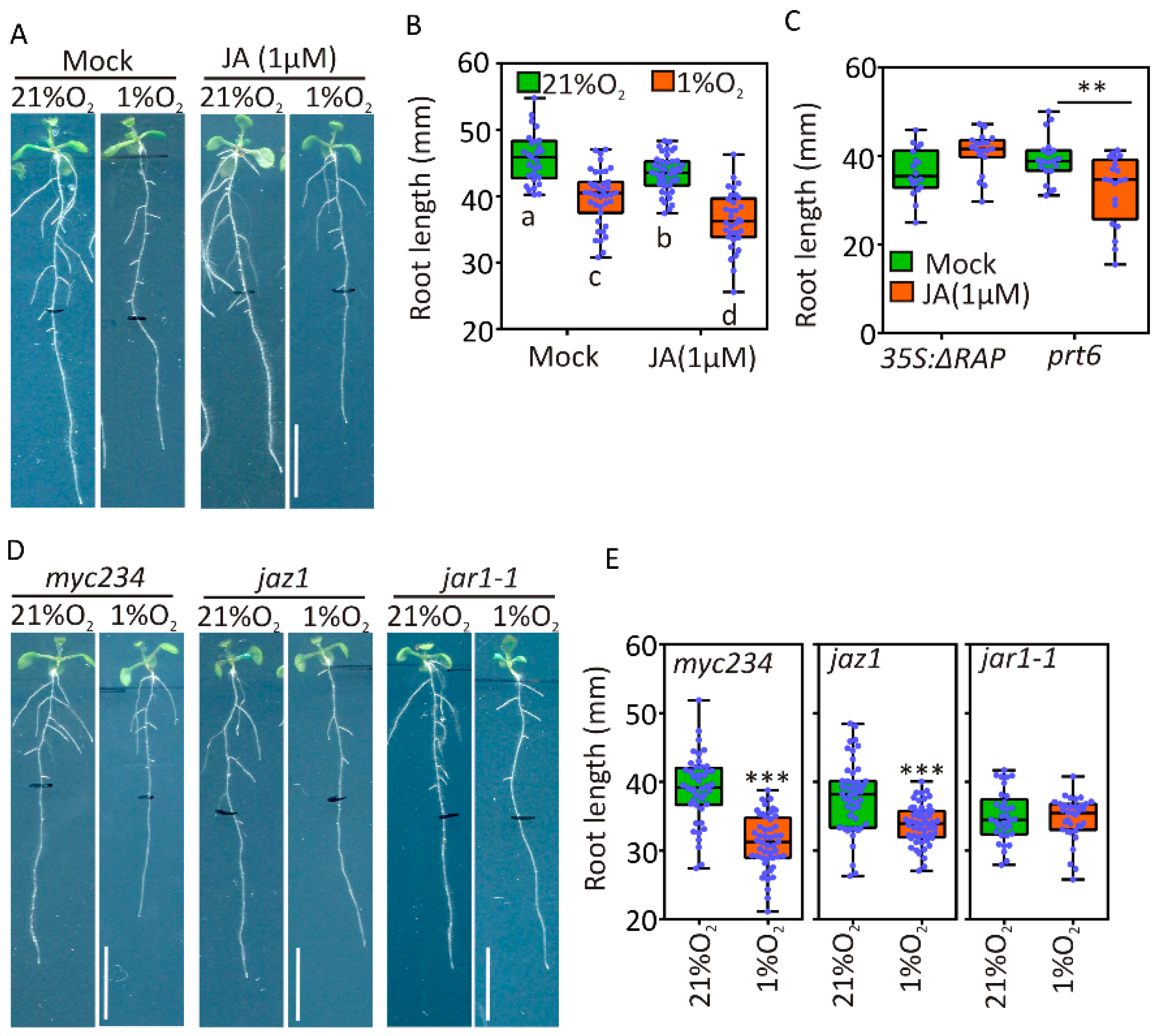 Plants 09 01046 g005