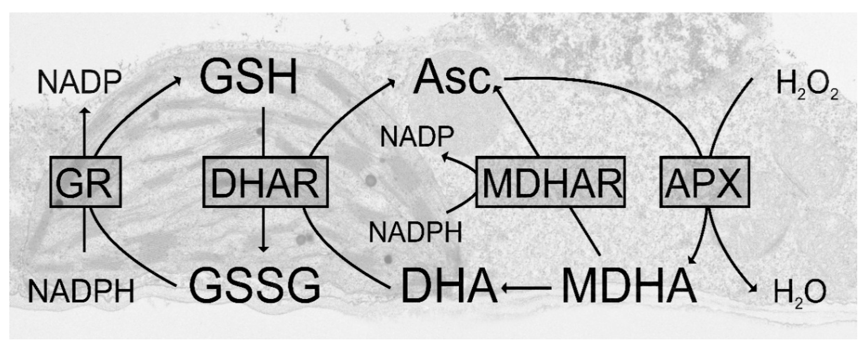 Plants 09 01067 g001 Plants 09 01067 g001