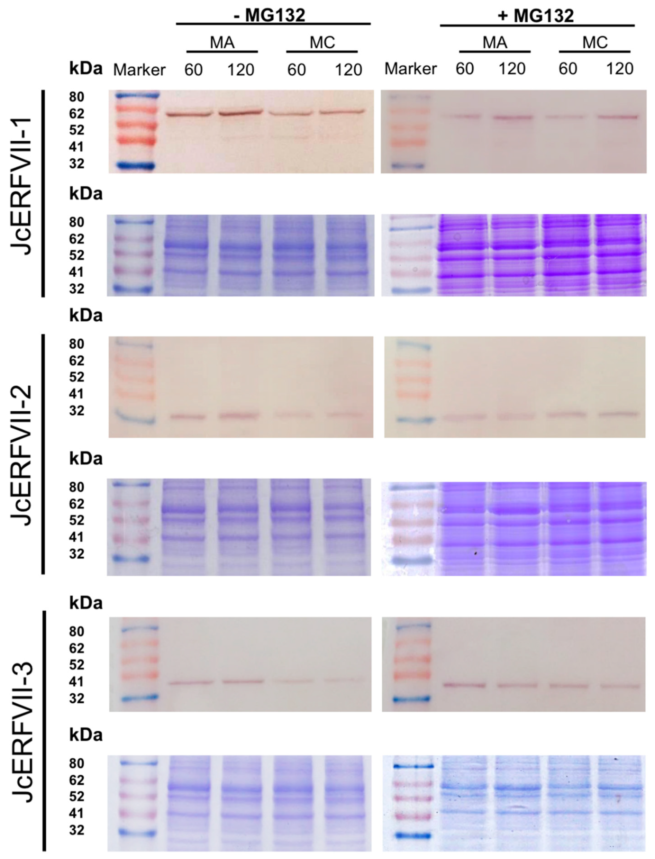 Plants 09 01068 g003