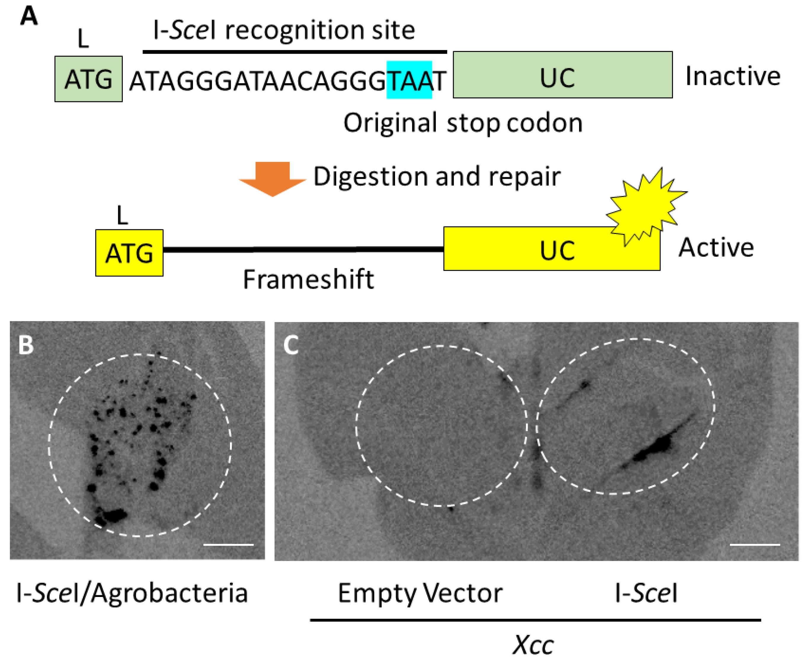 Plants 09 01070 g003