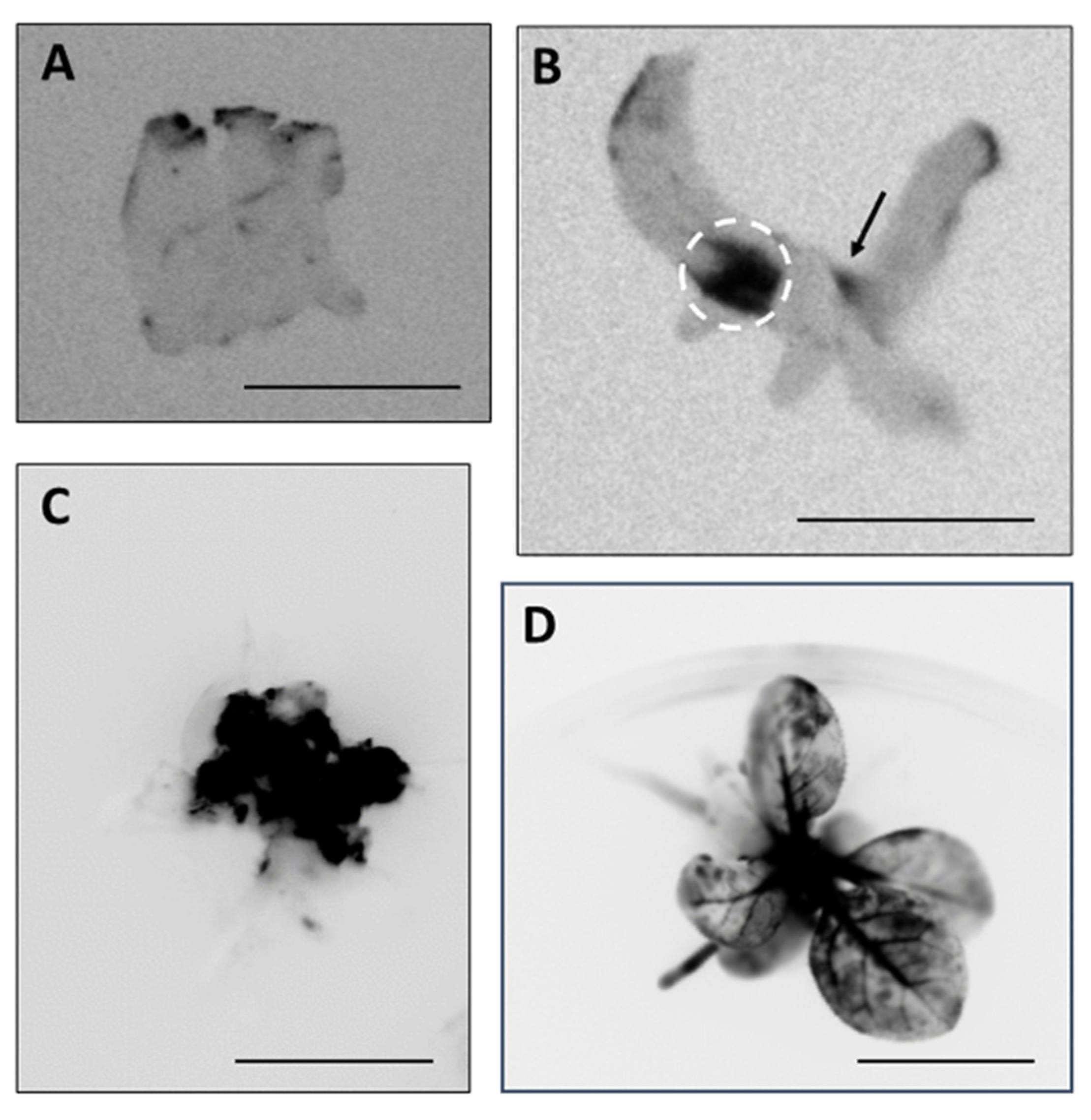 Plants 09 01070 g004