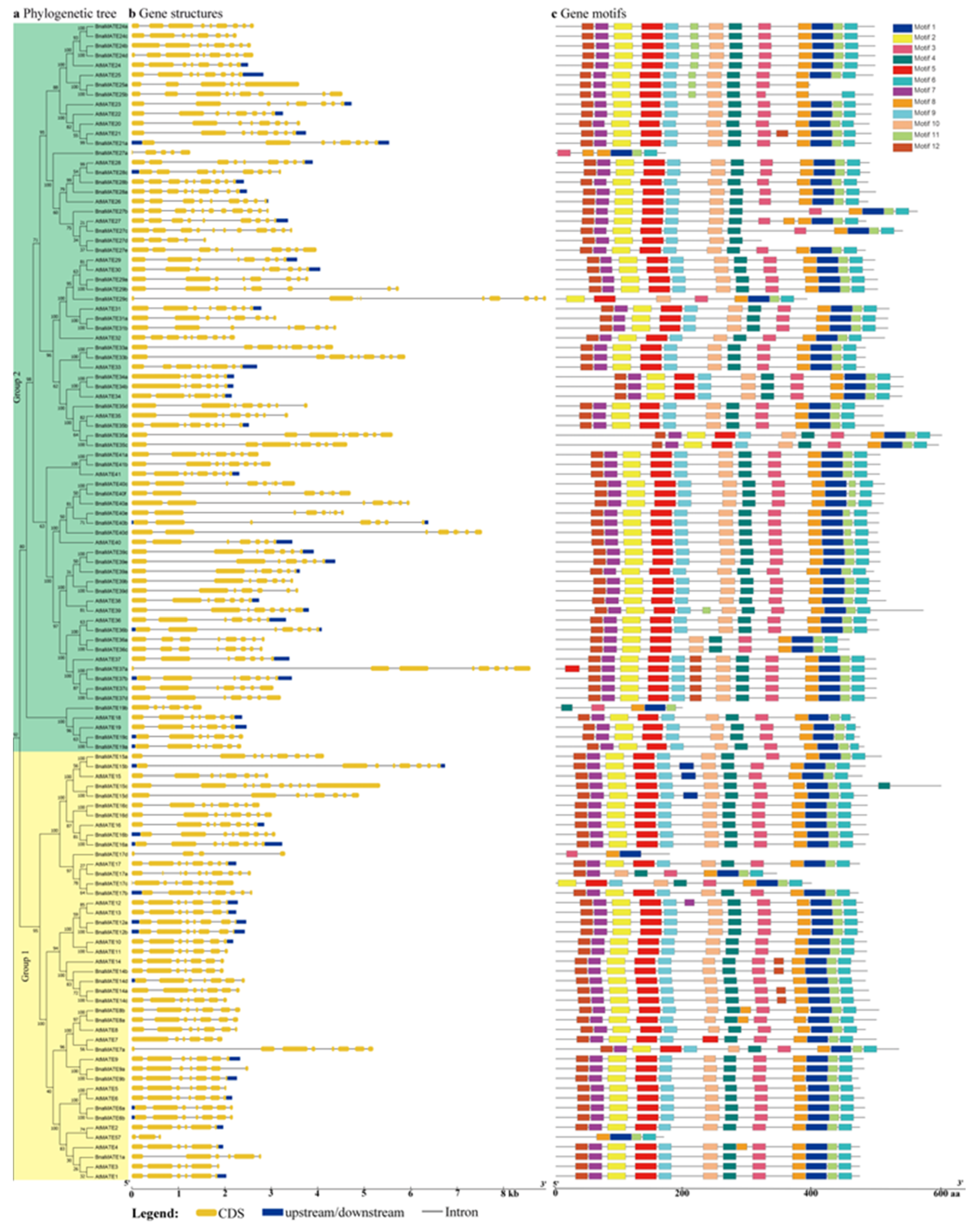 Plants 09 01072 g004a Plants 09 01072 g004a