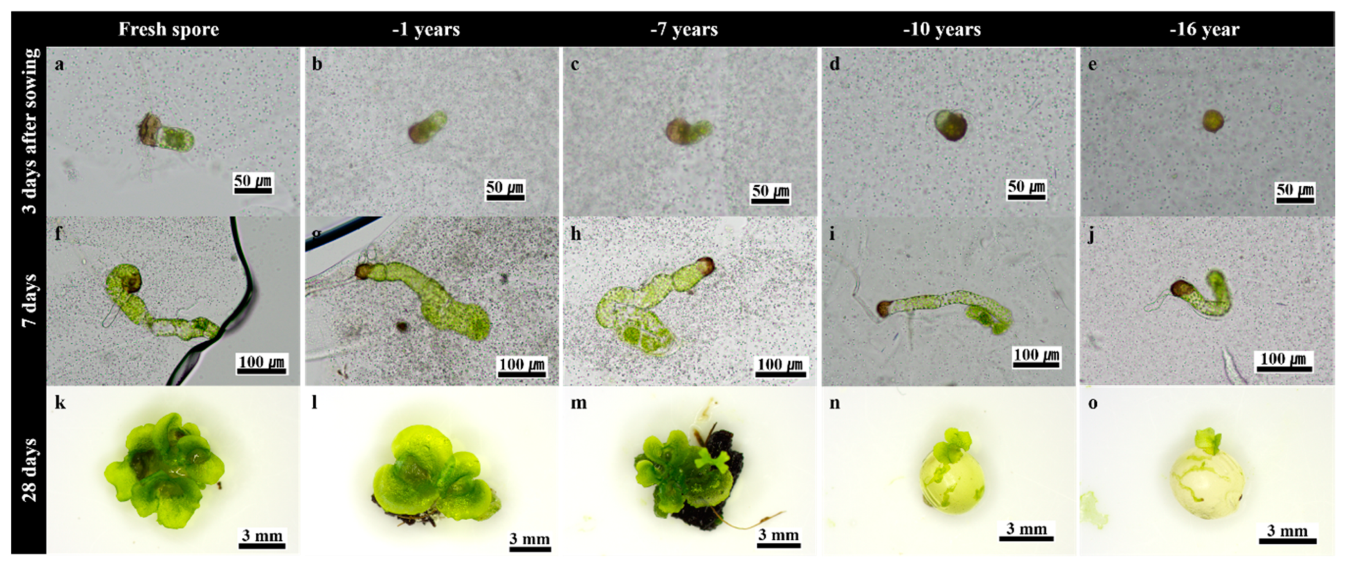 Plants 09 01079 g001