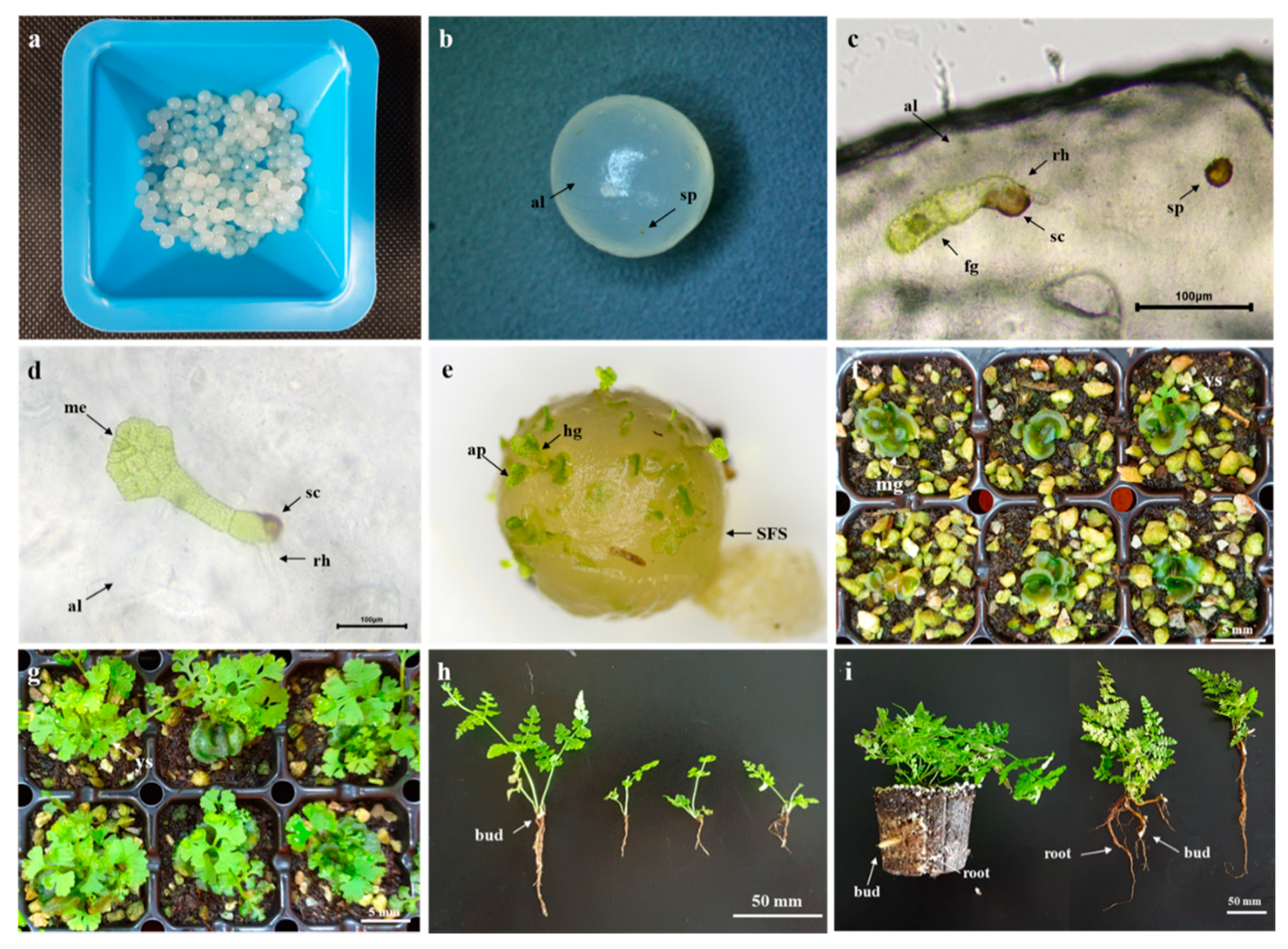 Plants 09 01079 g003