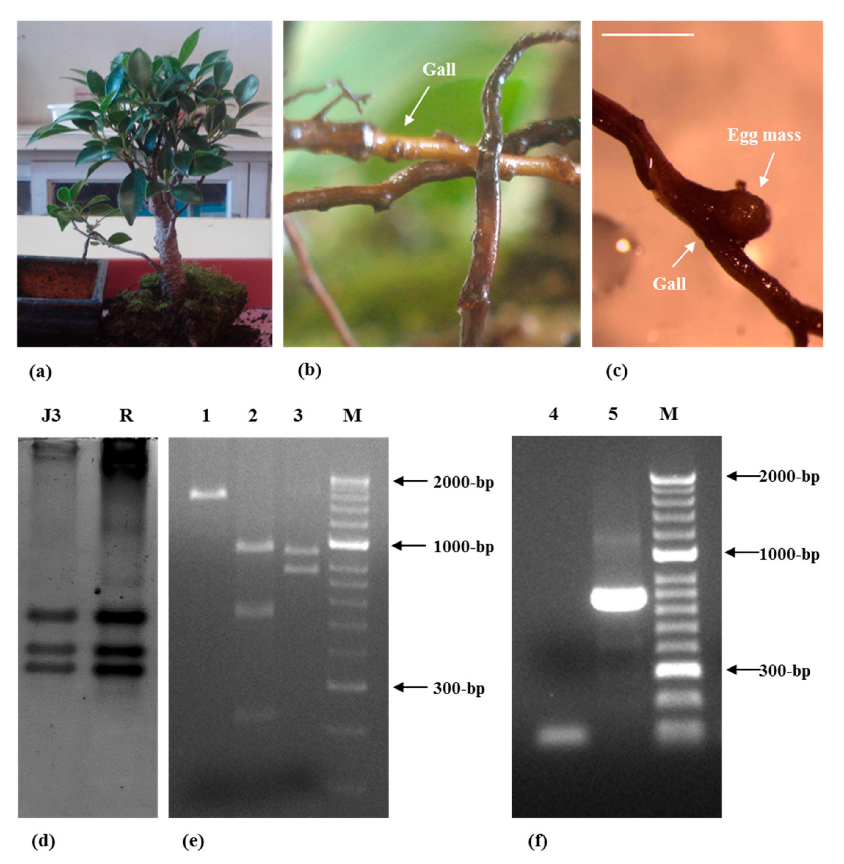 why dont they reprint bonsai techniques 1 why dont they reprint bonsai techniques 1
