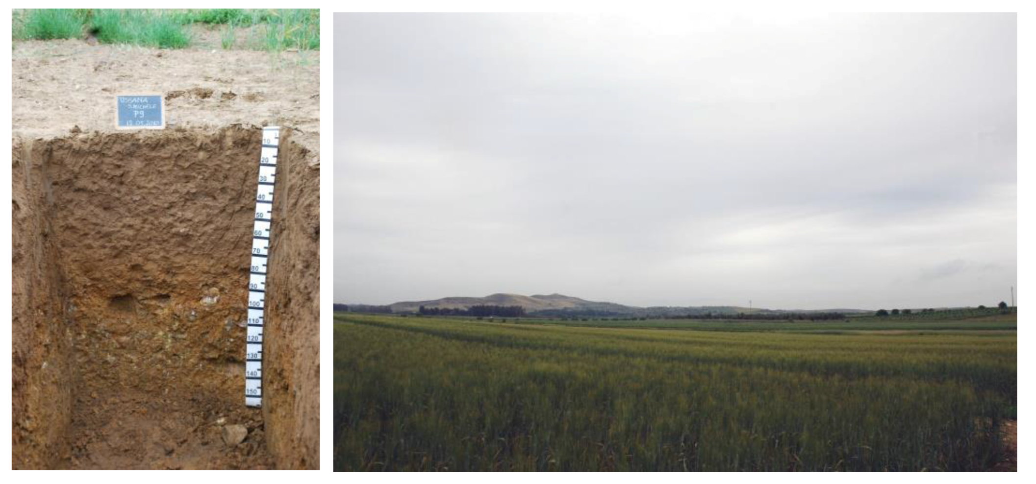 Plants 09 01094 g003