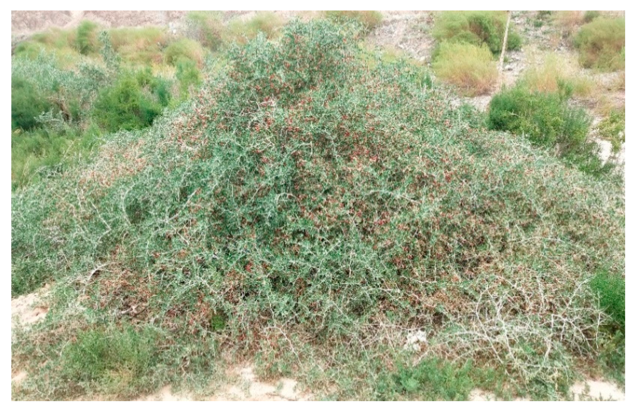 Plants 09 01100 g001