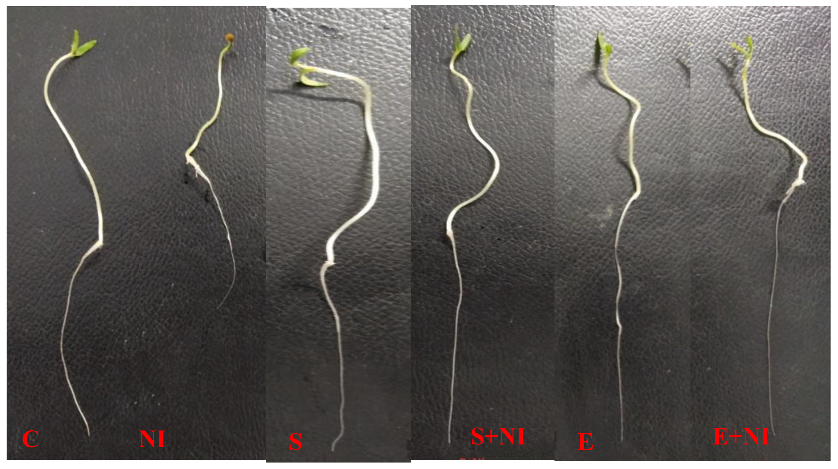 Plants 09 01109 g001