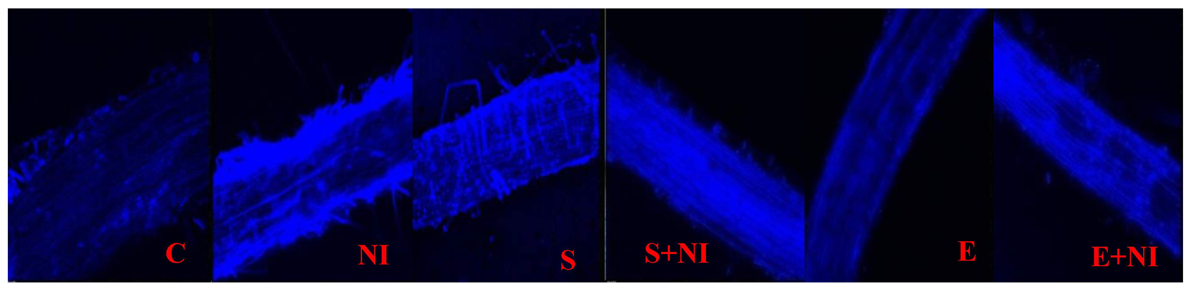 Plants 09 01109 g006