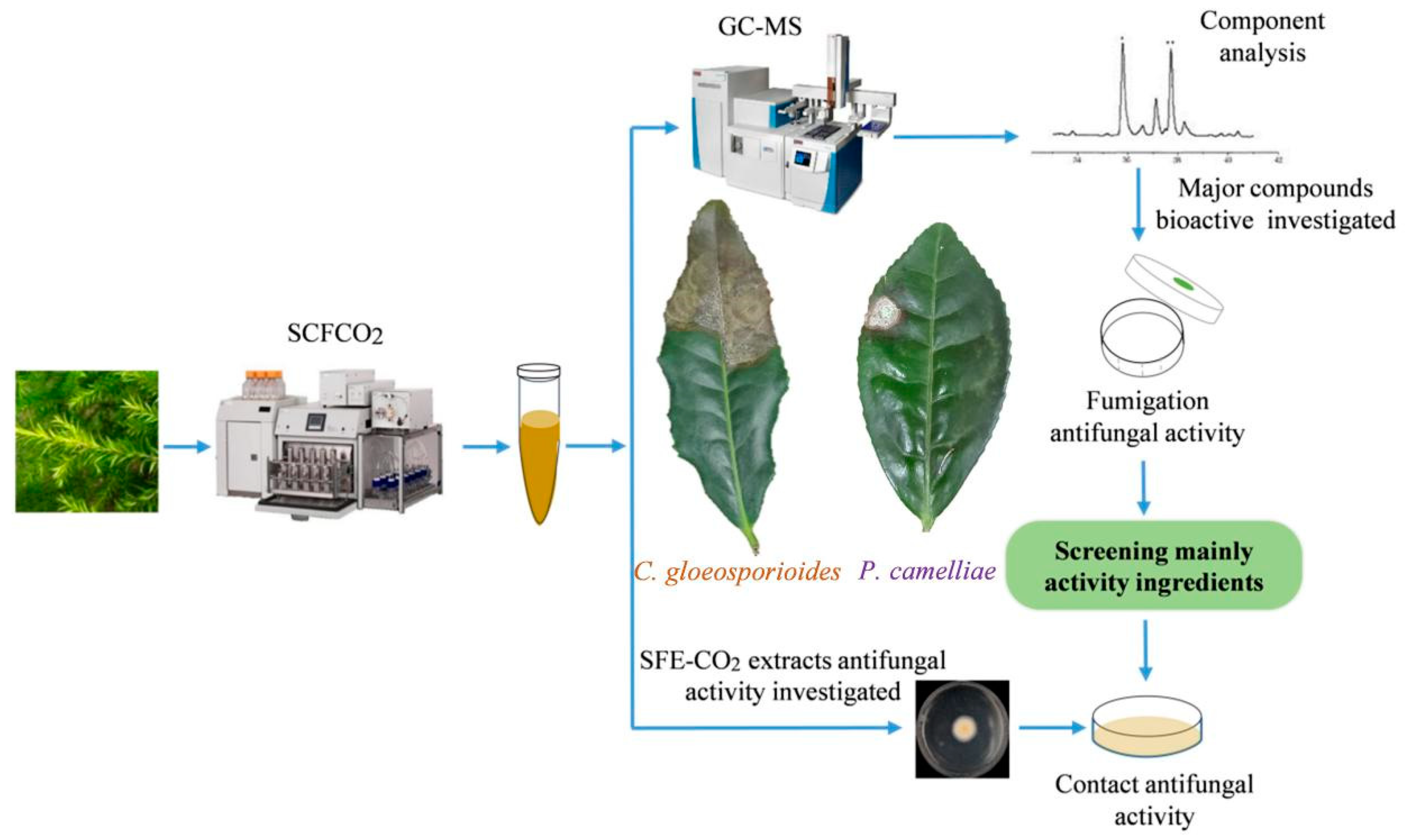 Plants 09 01119 g001 Plants 09 01119 g001