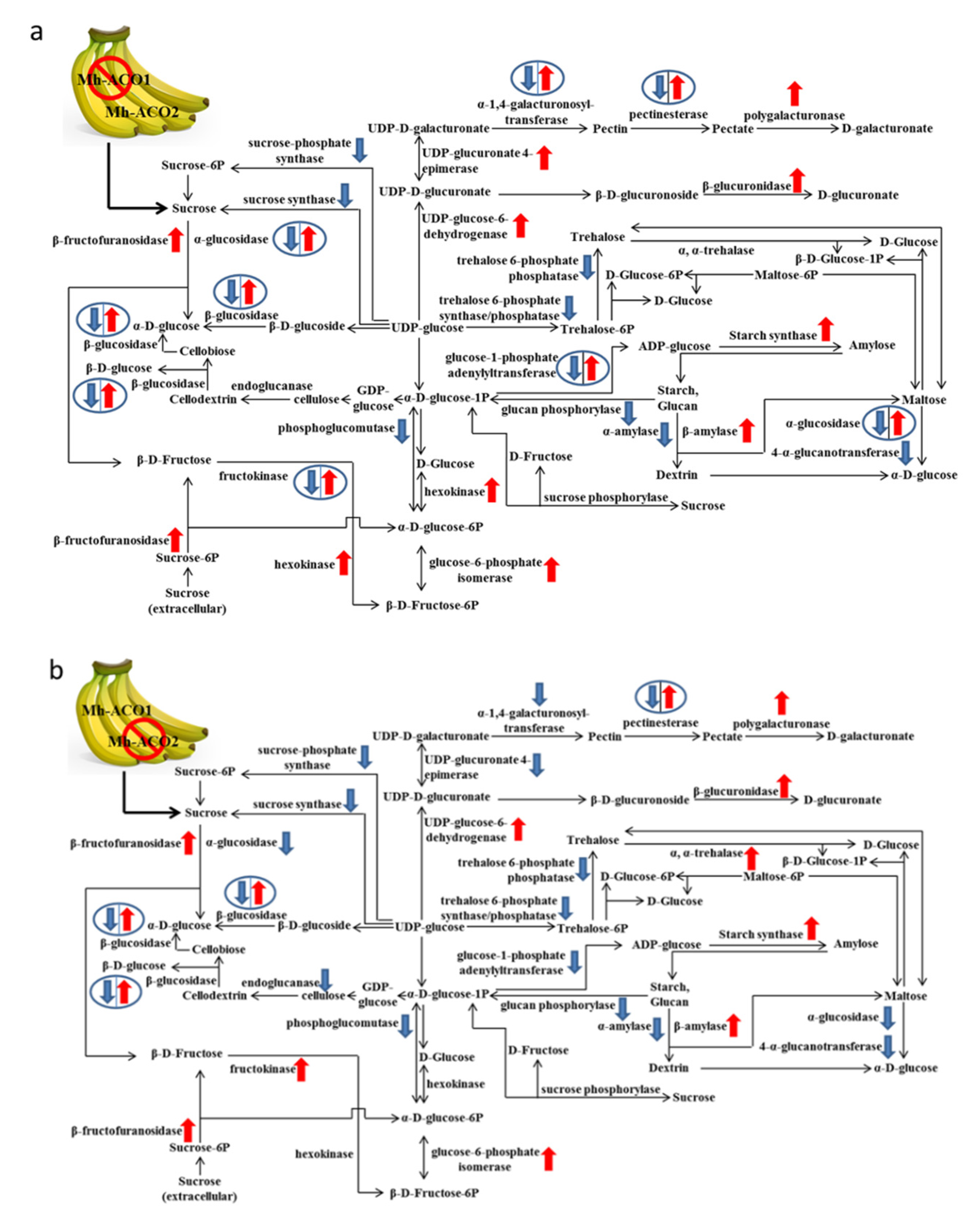 Plants 09 01120 g002a
