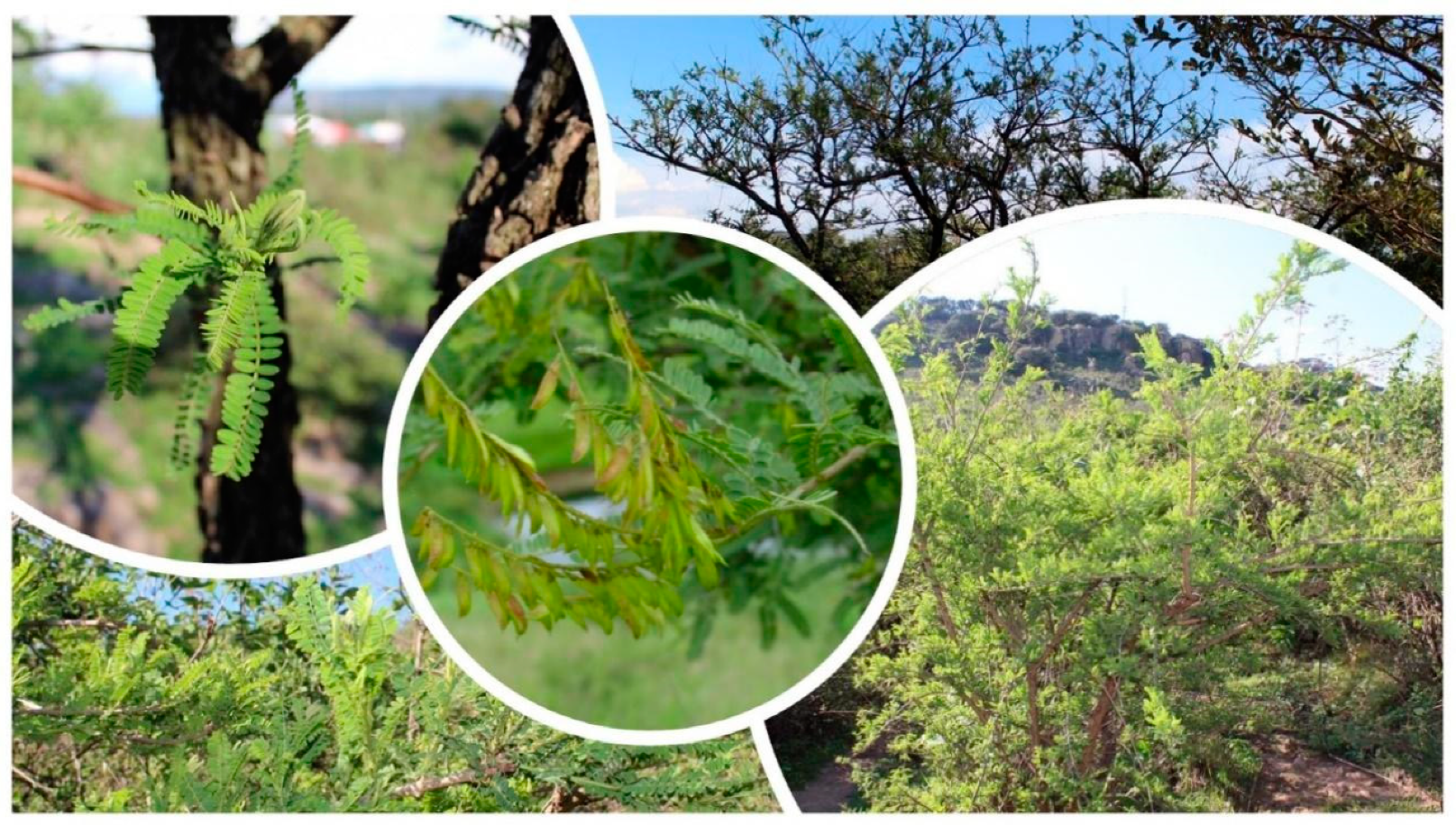 Plants 09 01124 g001