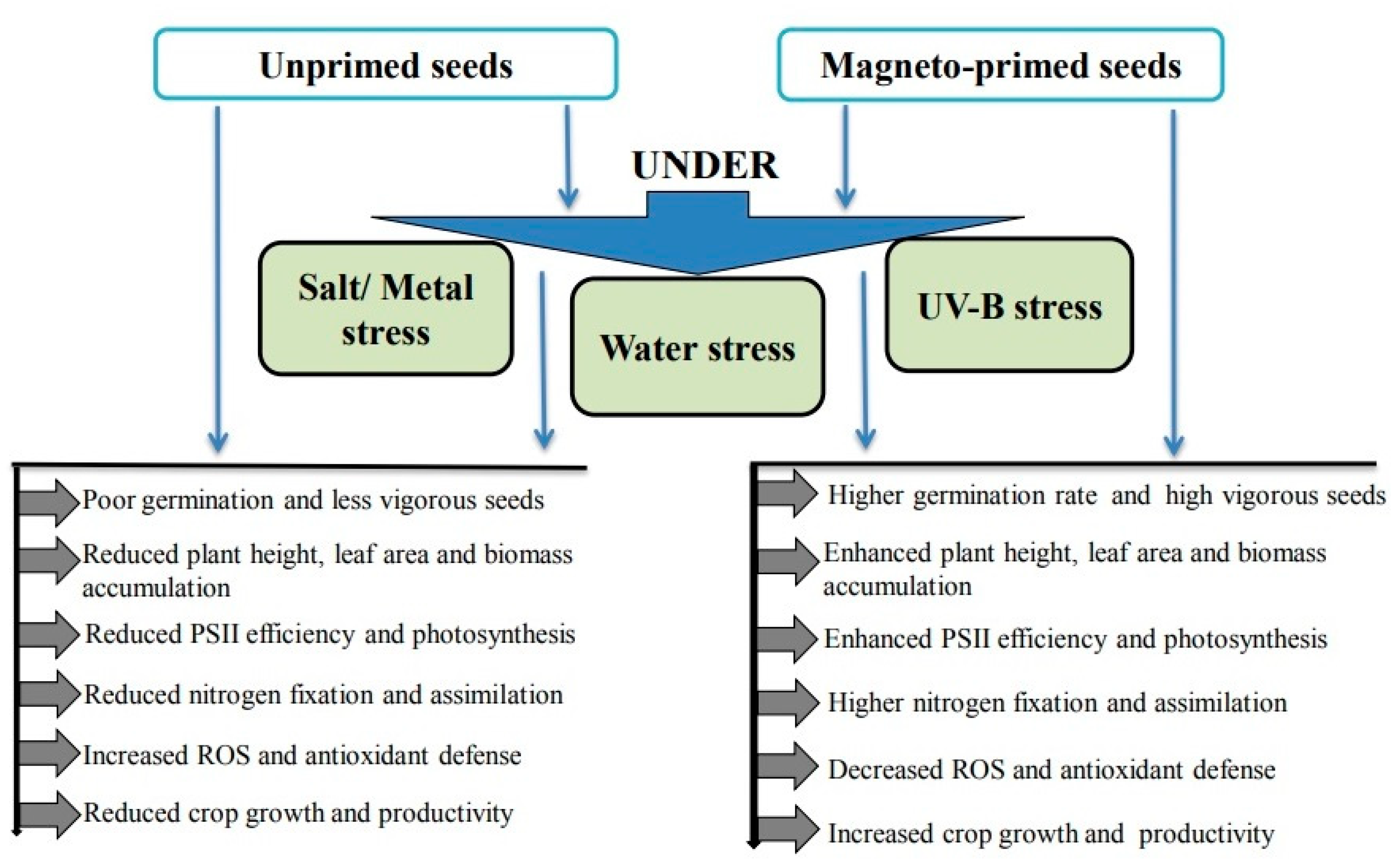 PDF) Effects of the size of sown seed on growth and yield of