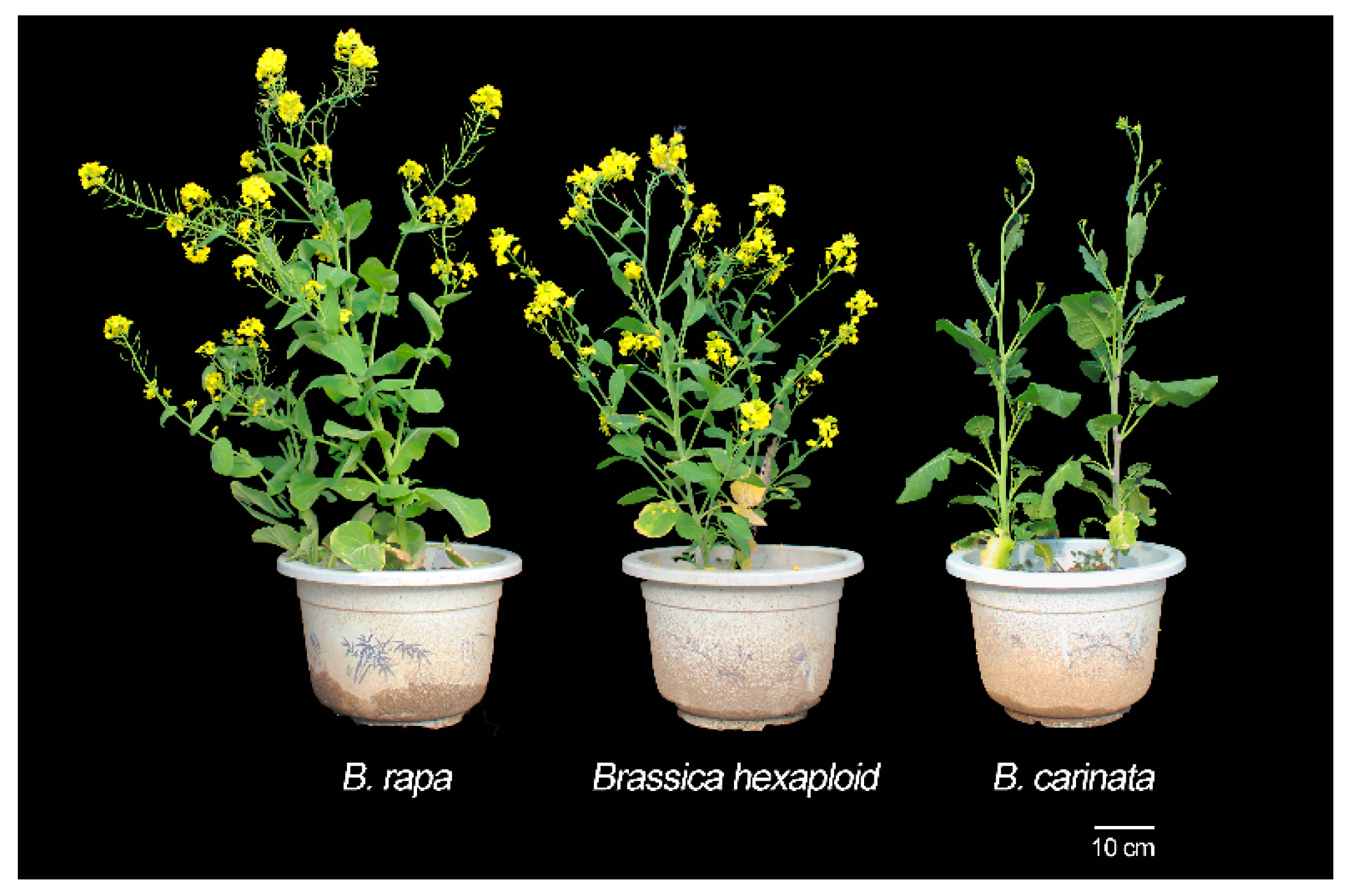 Plants 09 01141 g008