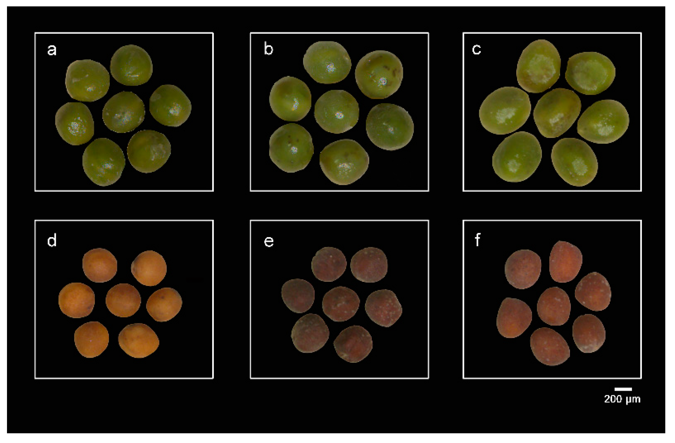 Plants 09 01141 g009